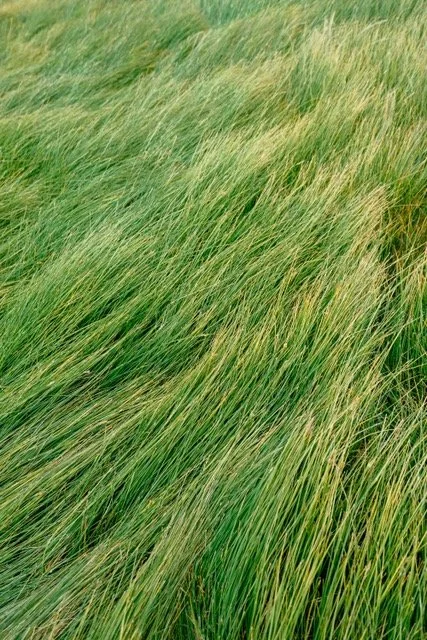 Grasses