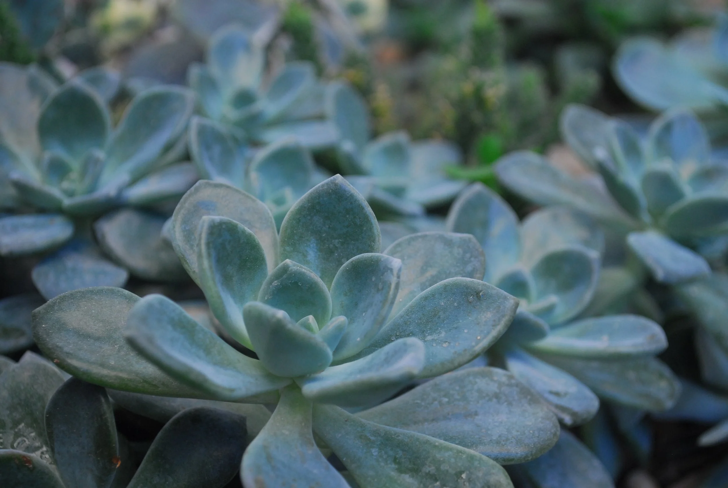 blur-botanical-close-up-813358.jpg
