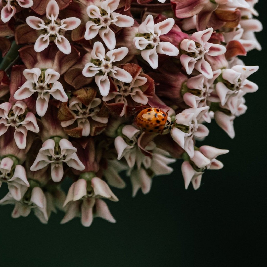 ladybugsmall-1.jpg