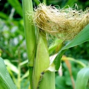 Abenaki Green Corn Ceremony