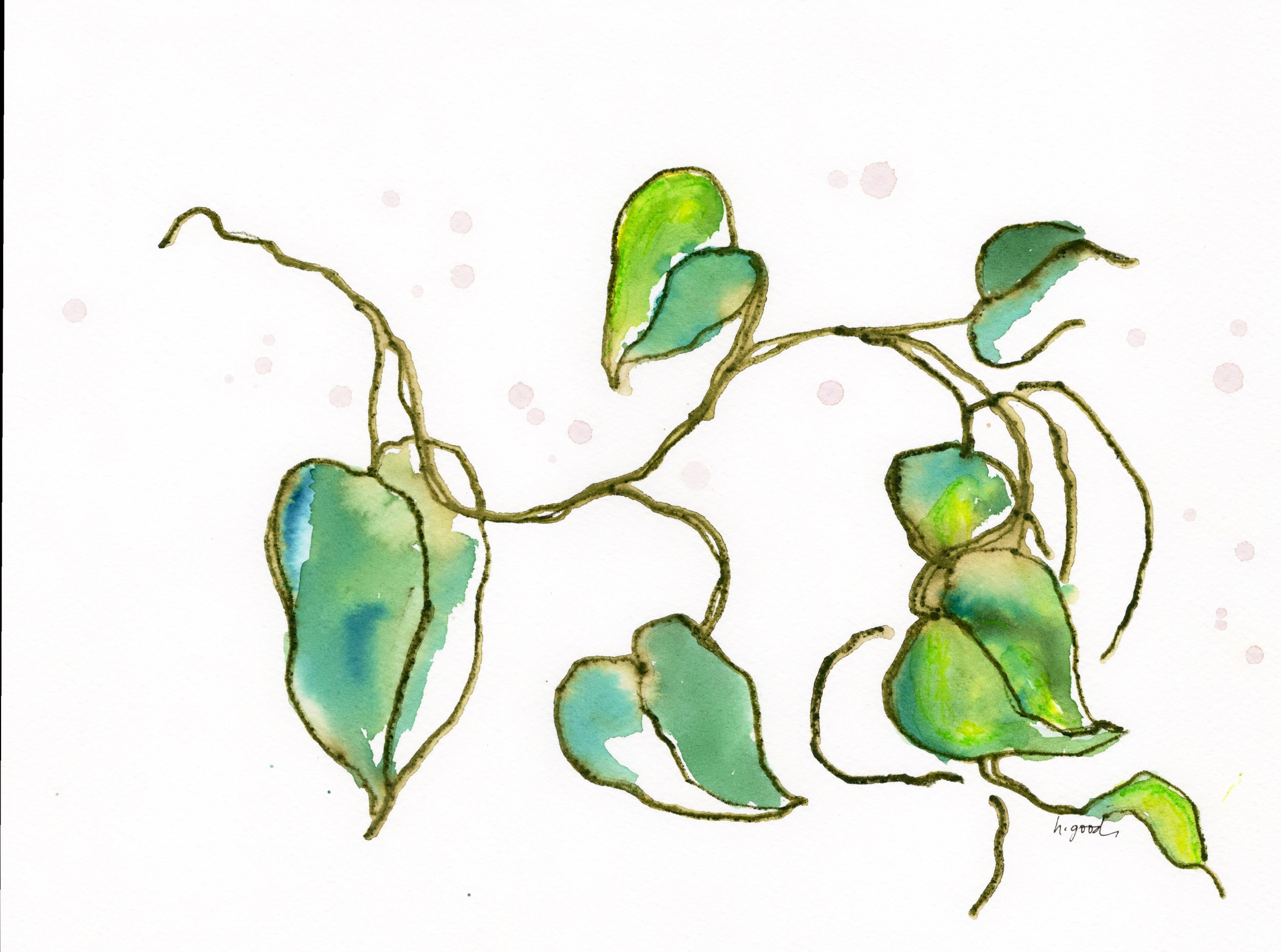Pothos
