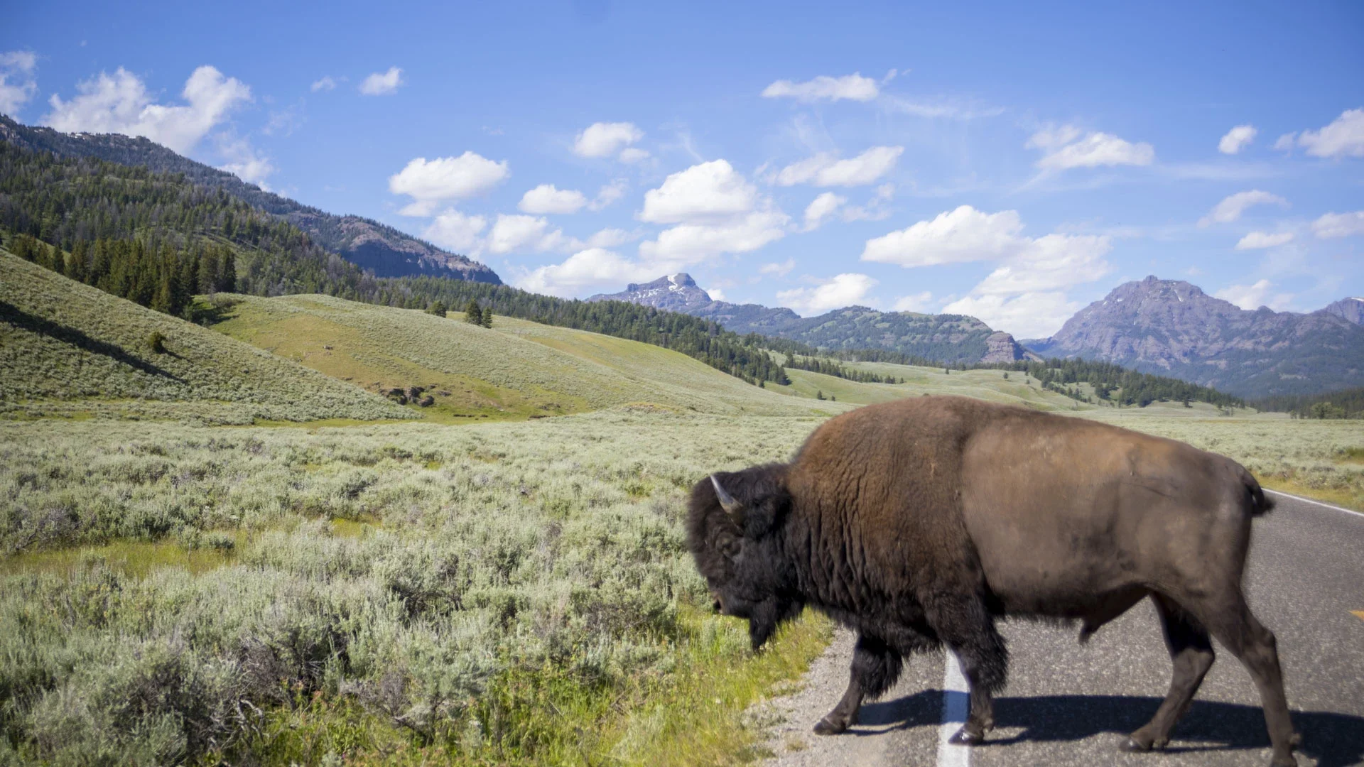 chico hot spring yellowstone.webp
