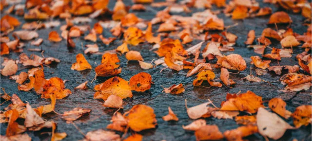 Gratitude When You're Down