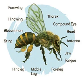 Honeybee-Animals-STEM-Childrens-Book-by-Alicia-Schwab-1.jpg