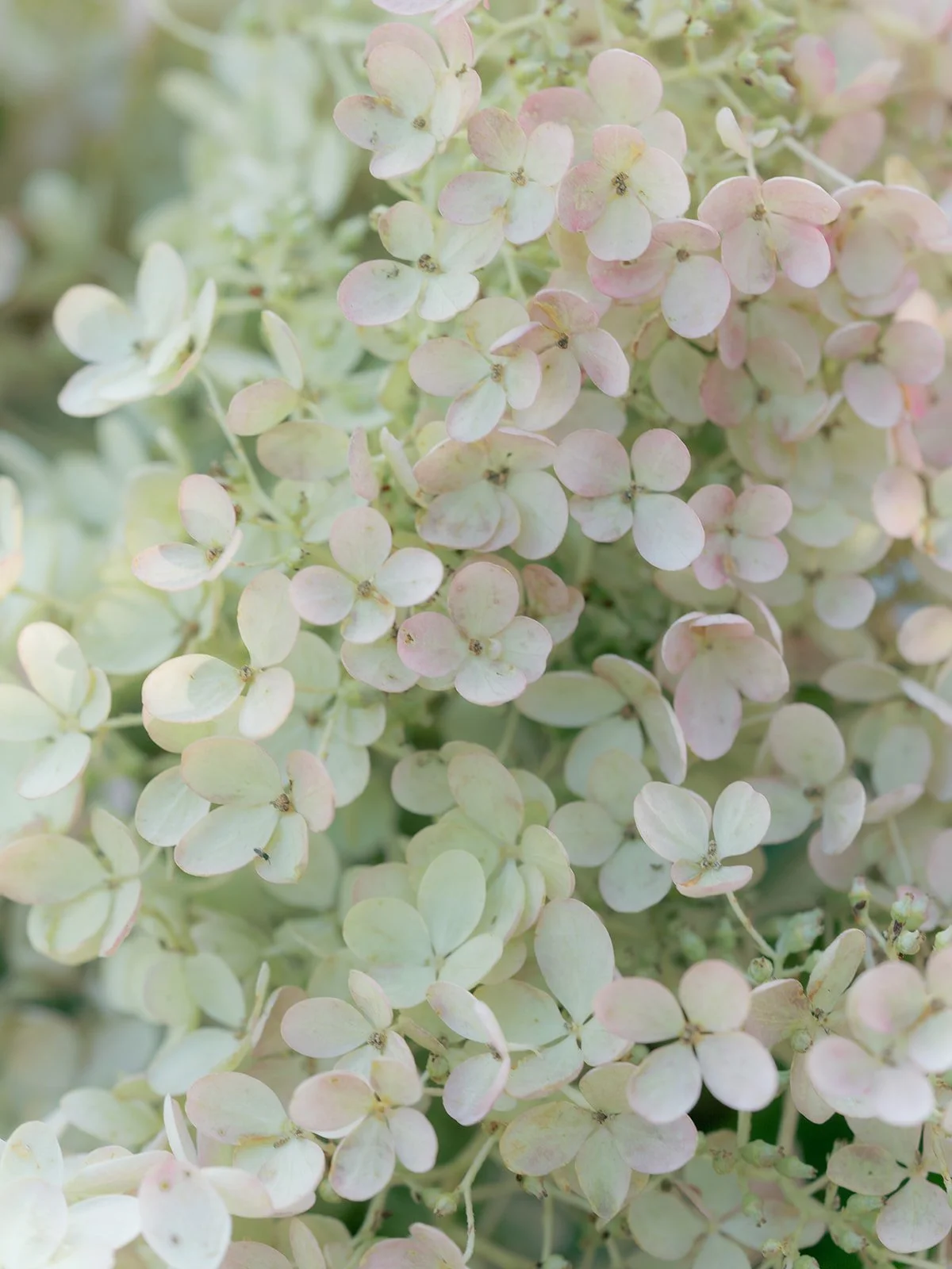 Hydrangeas in Westport