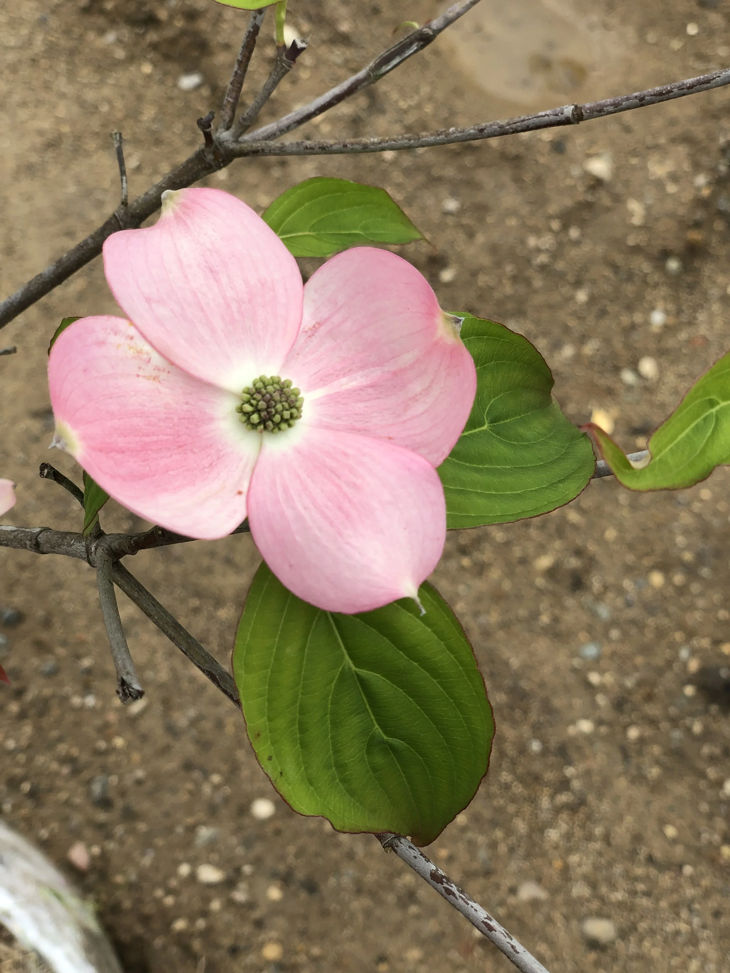 Stellar Pink Dogwood Cottage Gardens Lansing