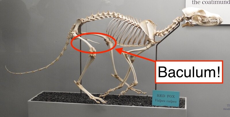 fox-baculum.jpg