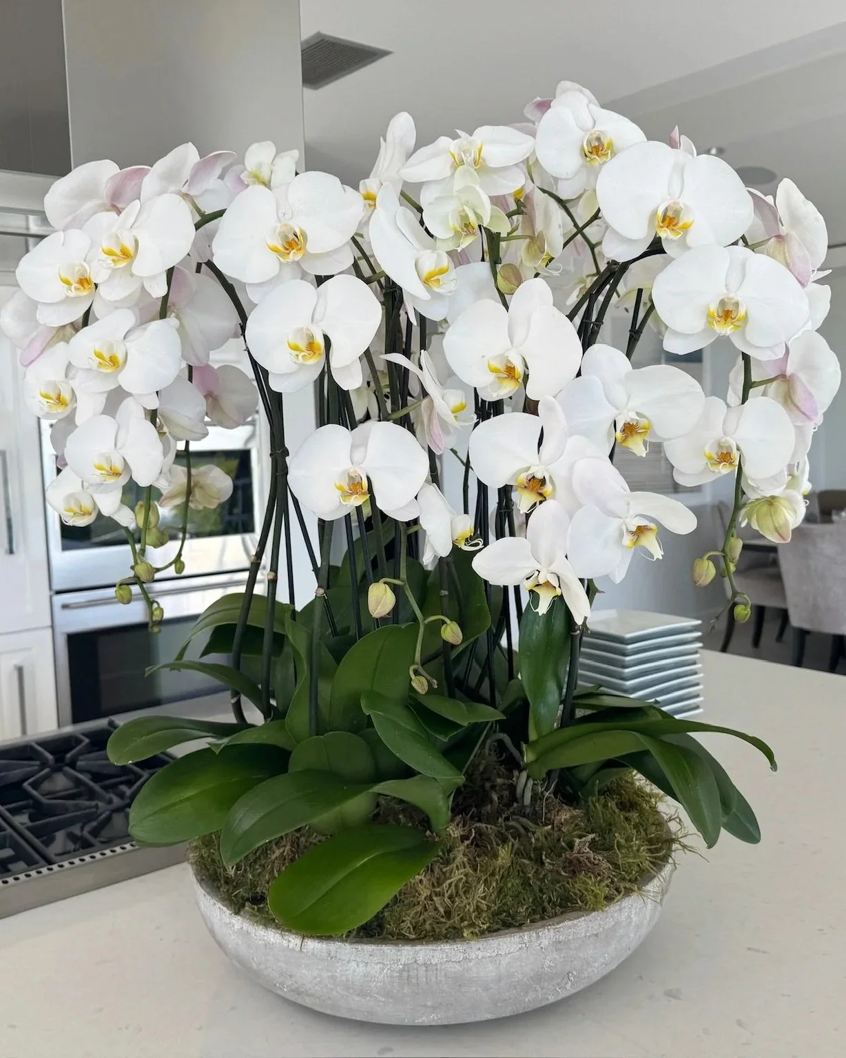white+orchid.jpg