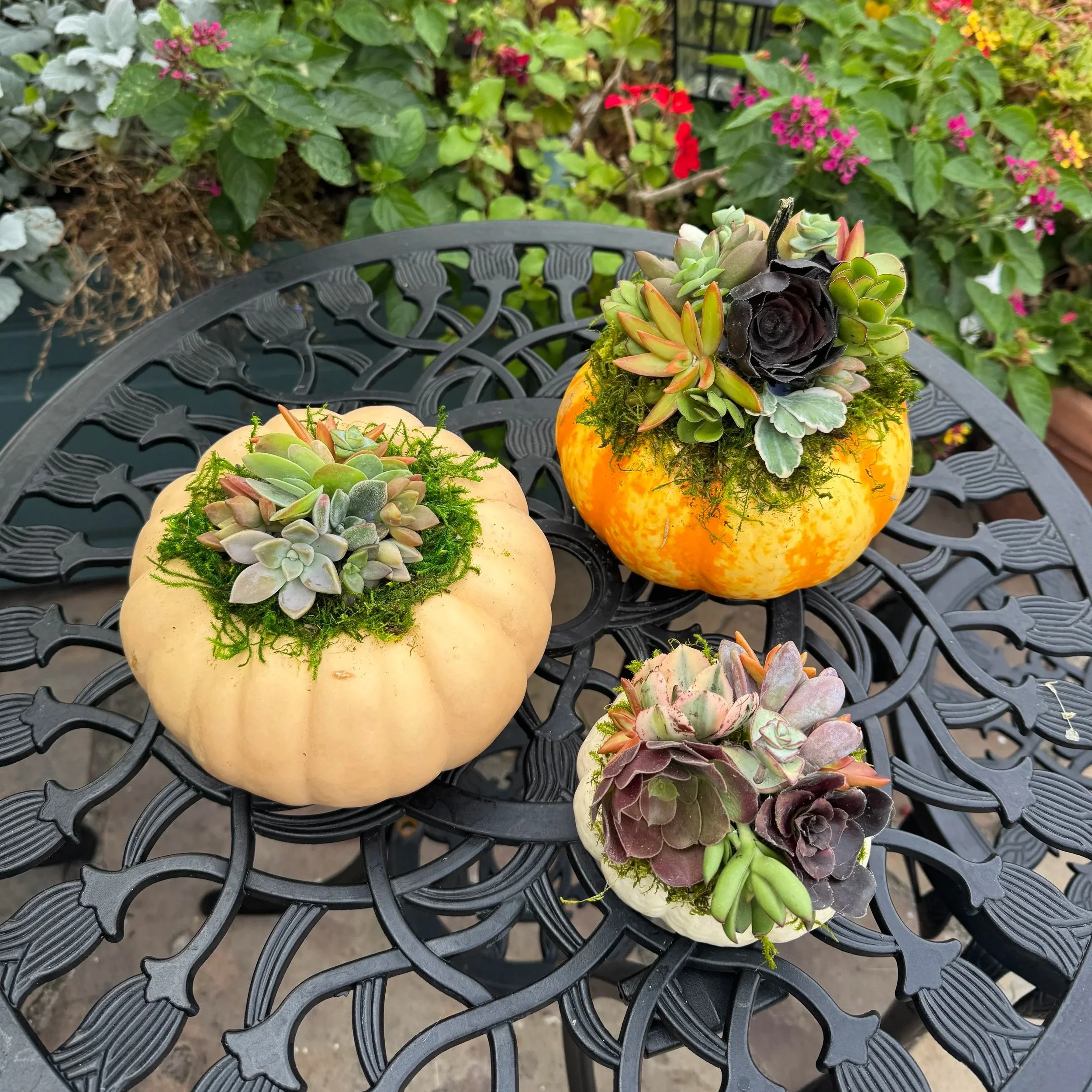 pumpkin+succulentss.jpg