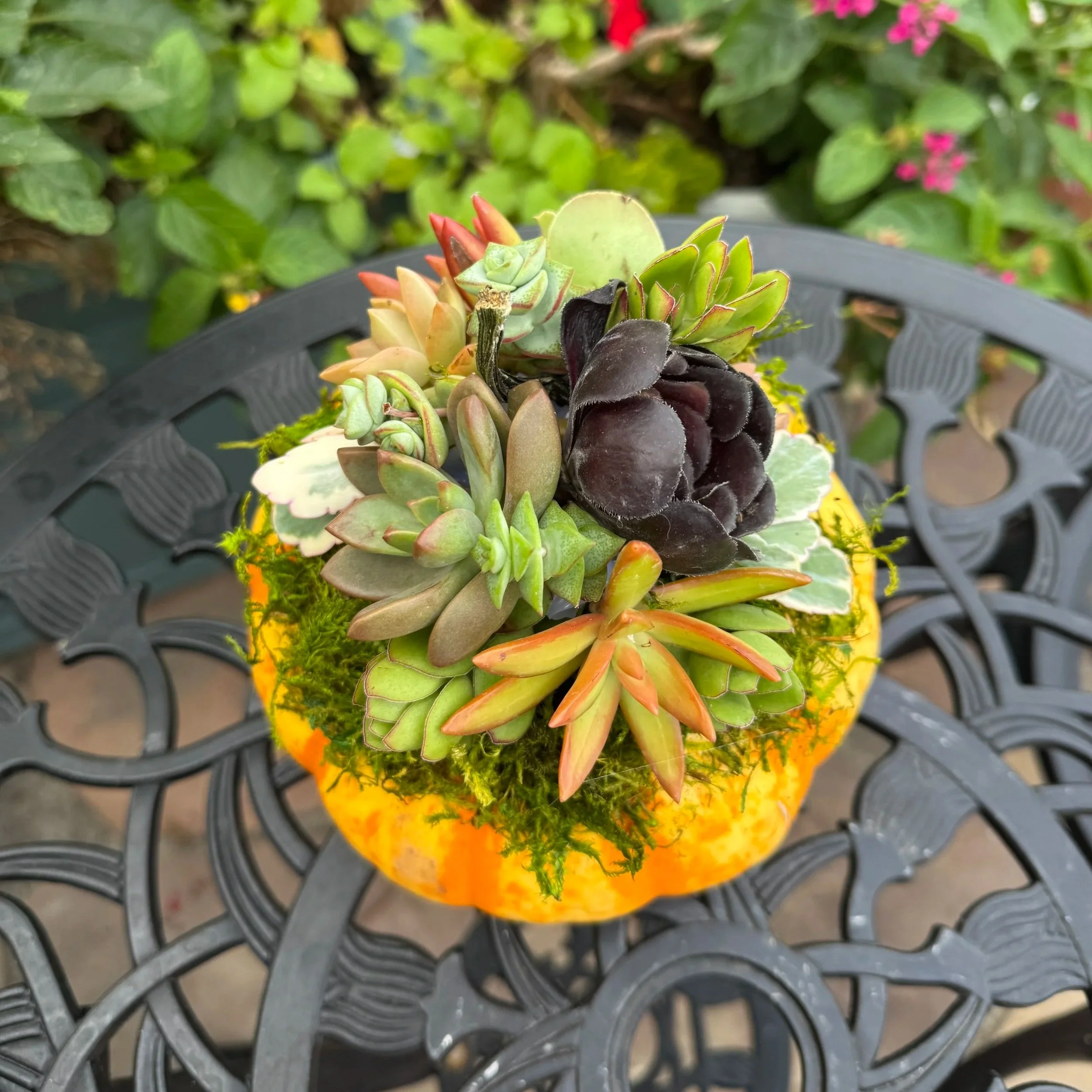 pumpkin+succulent+orange.jpg
