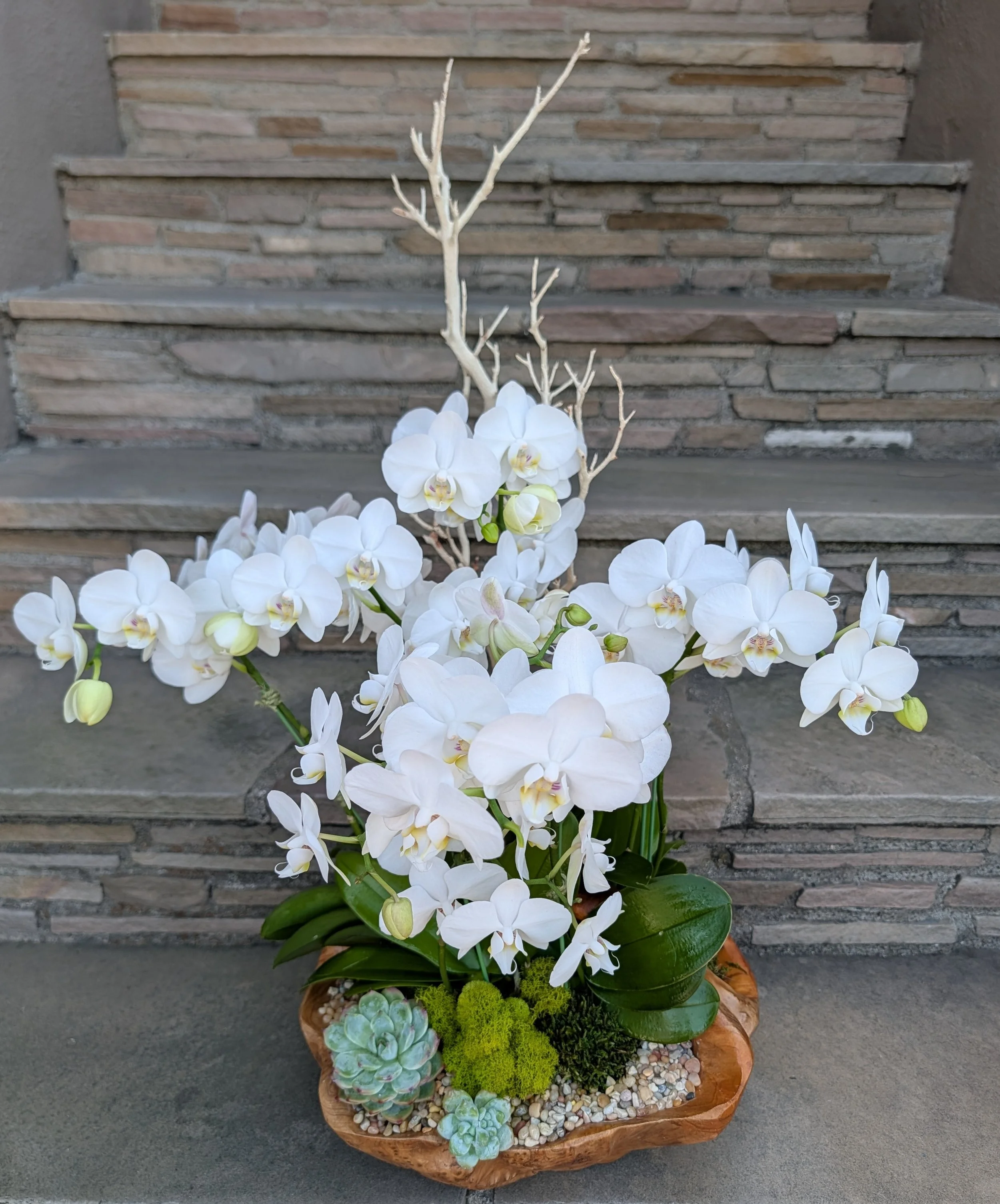 Orchid Garden In Wood