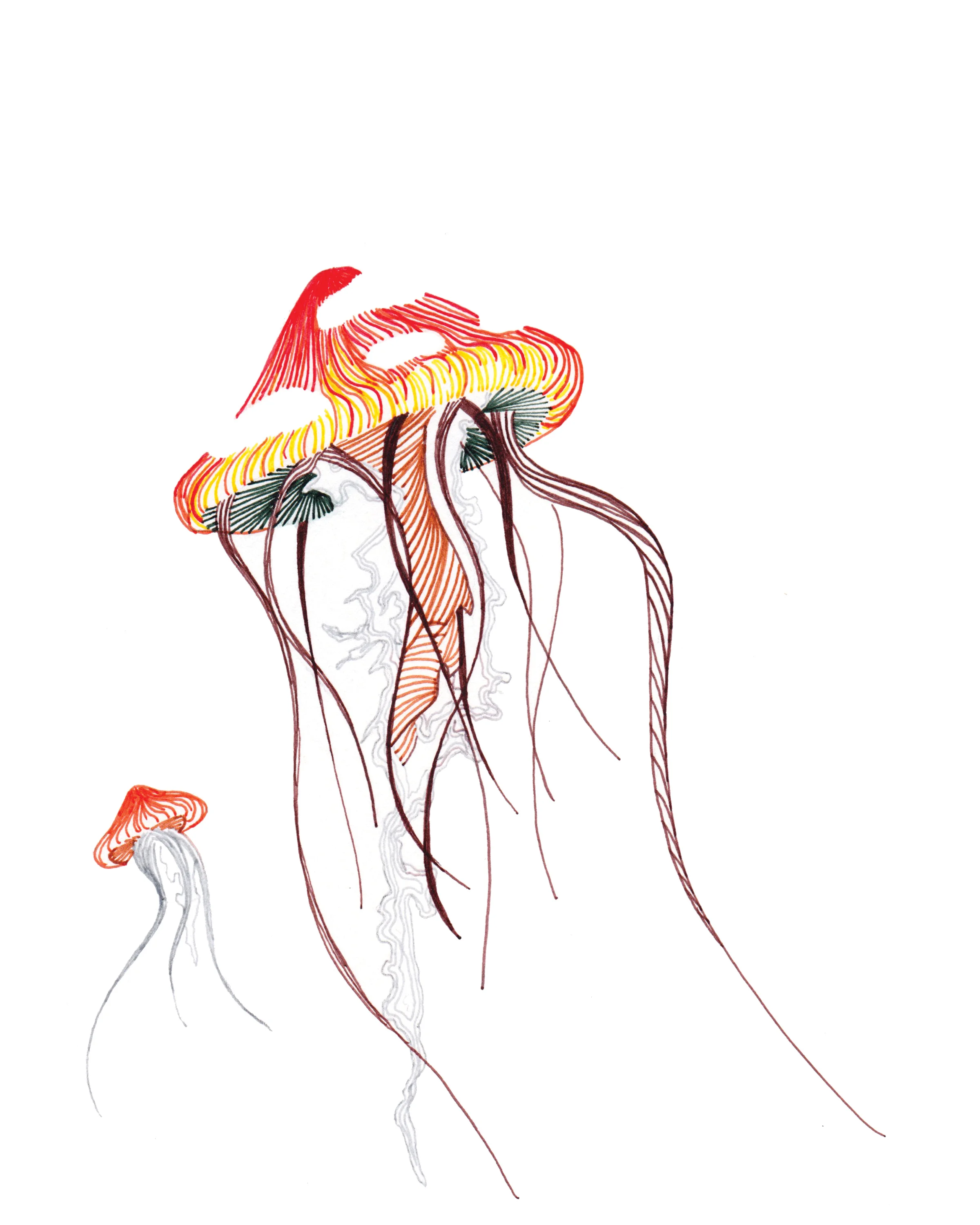 jellyshroom.jpeg