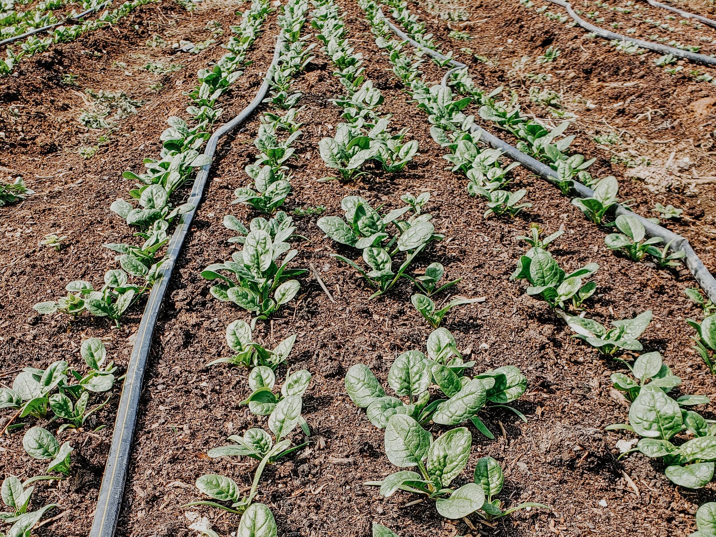Easy plants you can start now! 