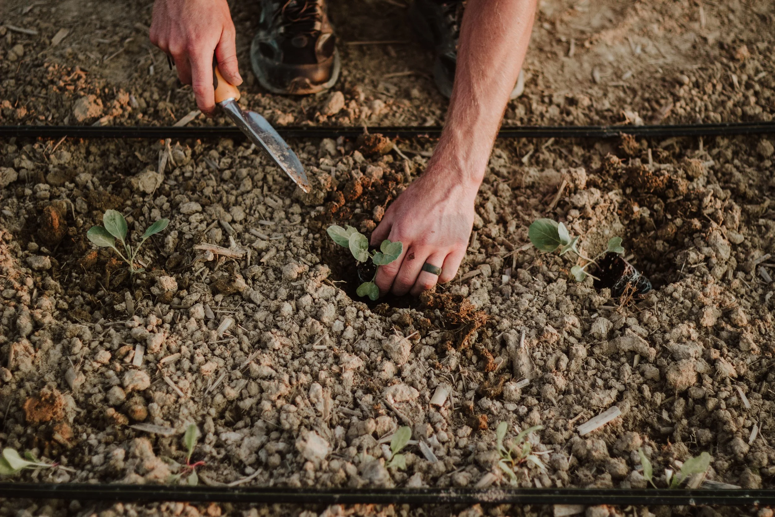 Garden Planning:  What to plant &amp; When