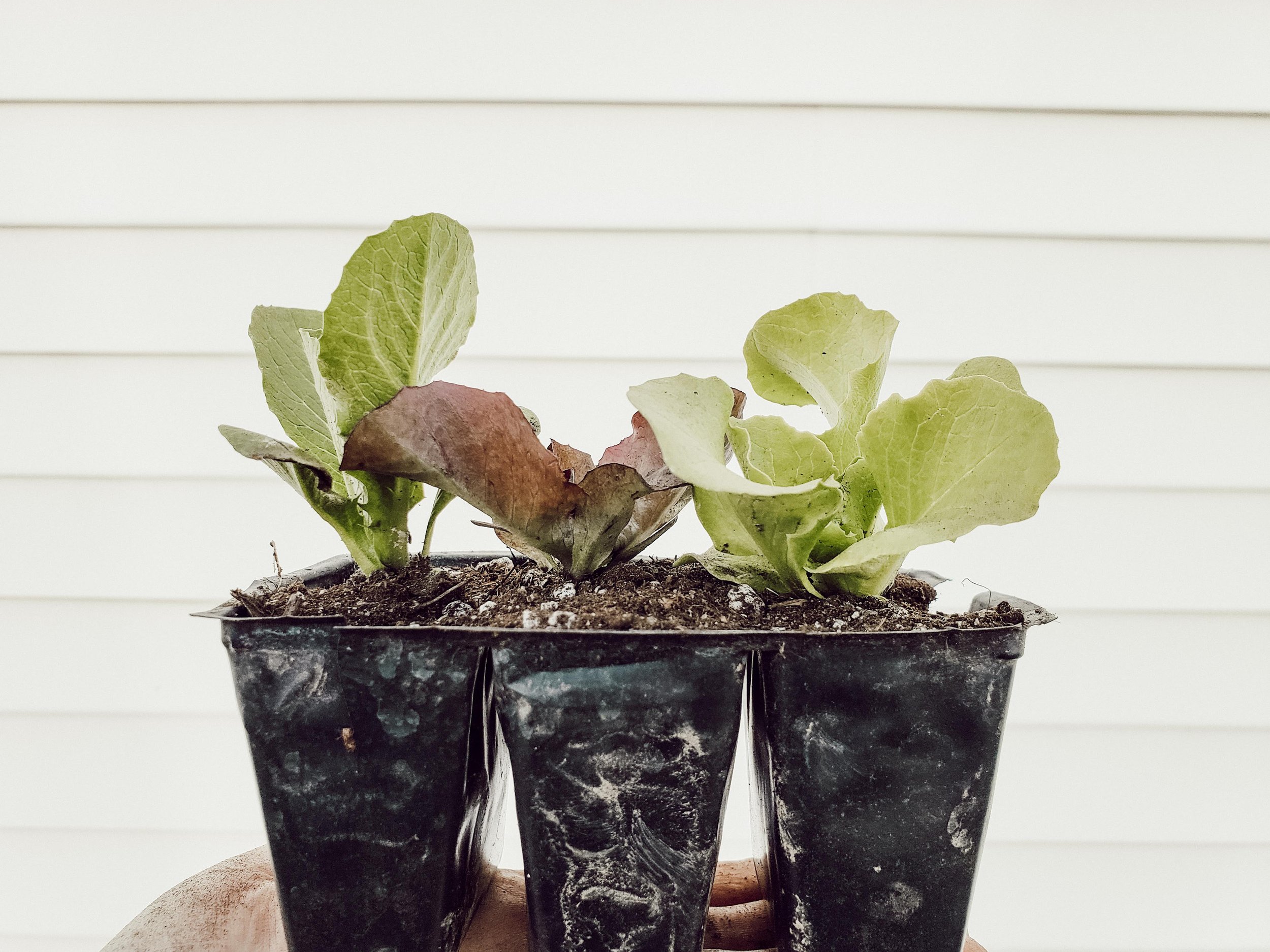 2022 Plant Sale