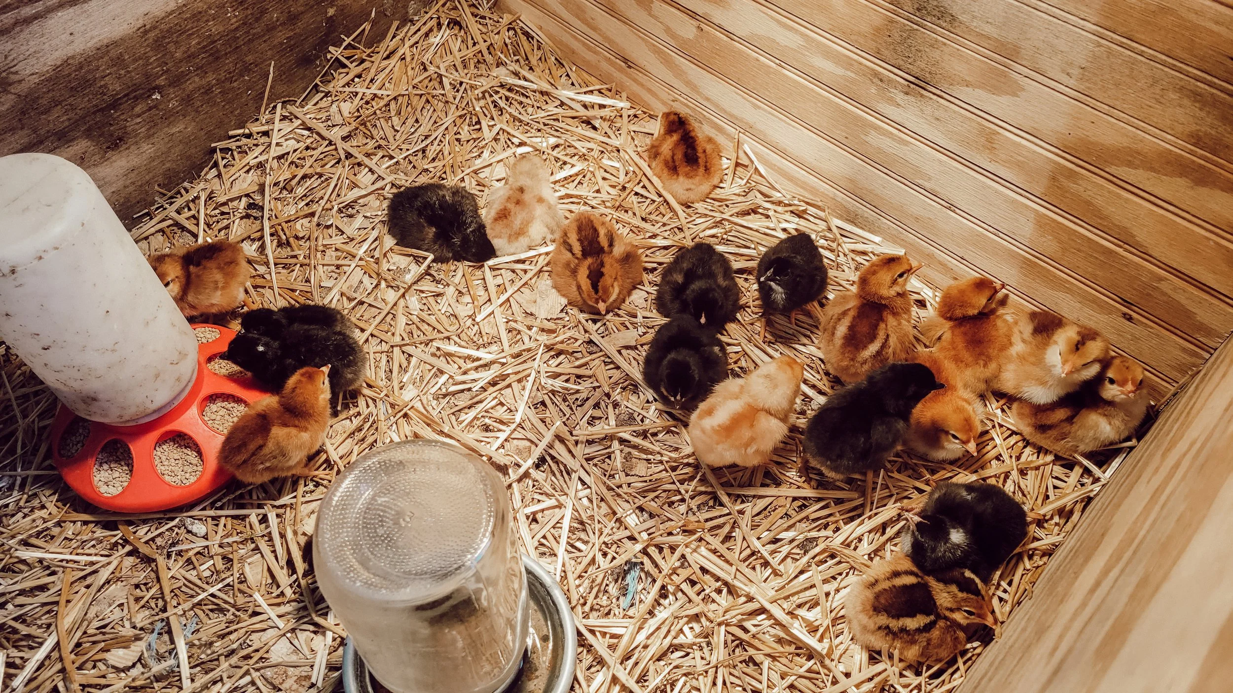 Chicken. It wasn't always my favorite.