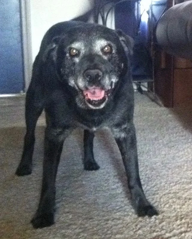 Thor &hellip; the best pal I&rsquo;ve ever had. 
My strange, underdog superhero had a fear of lightning.
But he could strike you with high energy just the same.
I&rsquo;ll always remember the good times we had together!
He&rsquo;s never left my side,