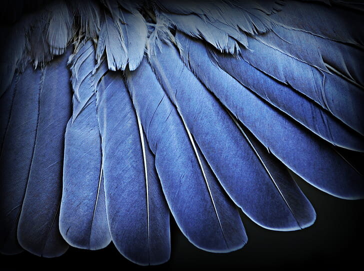 One Feather