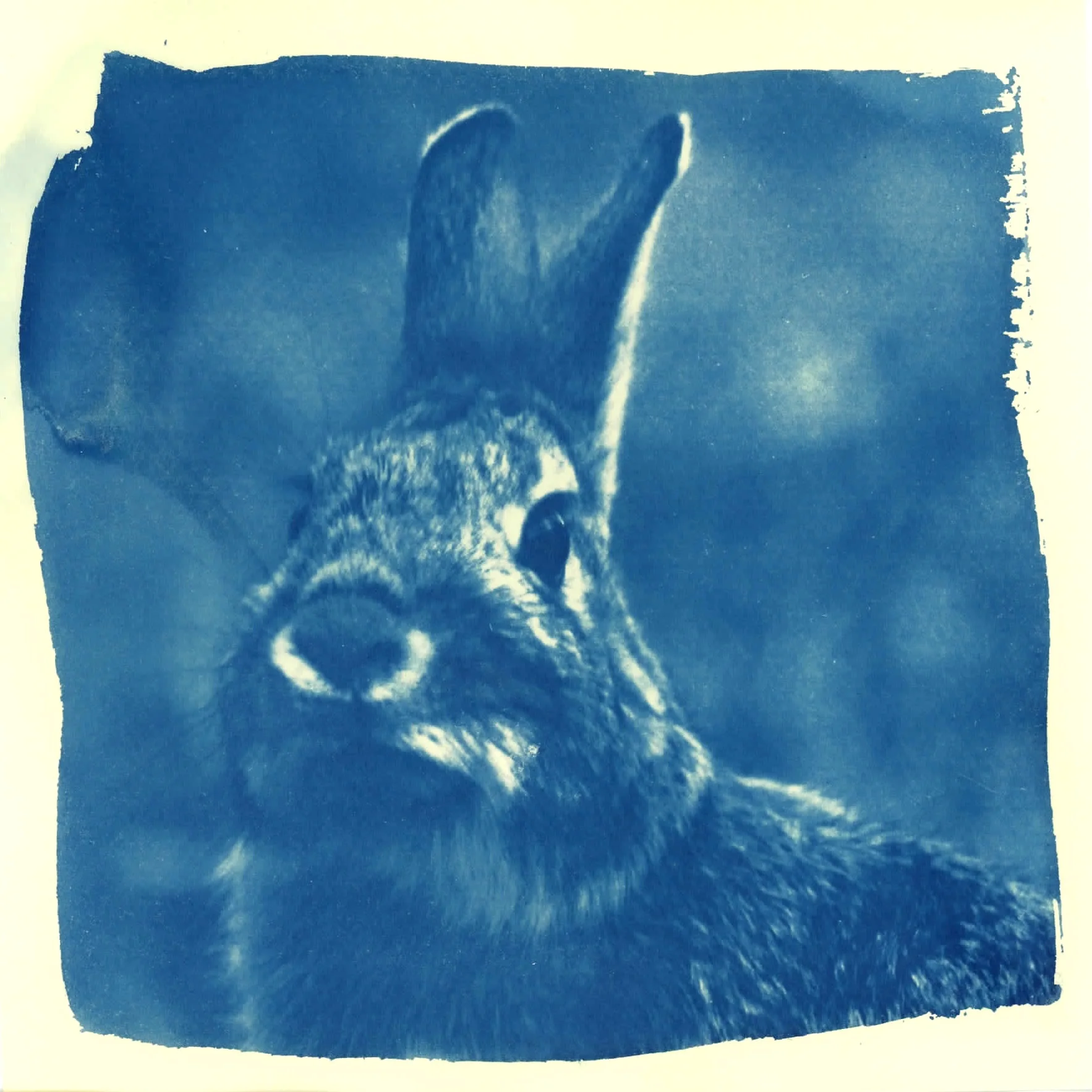 5iasZqjJRwaycZmVEau2_full_stu-cyanotype.jpg