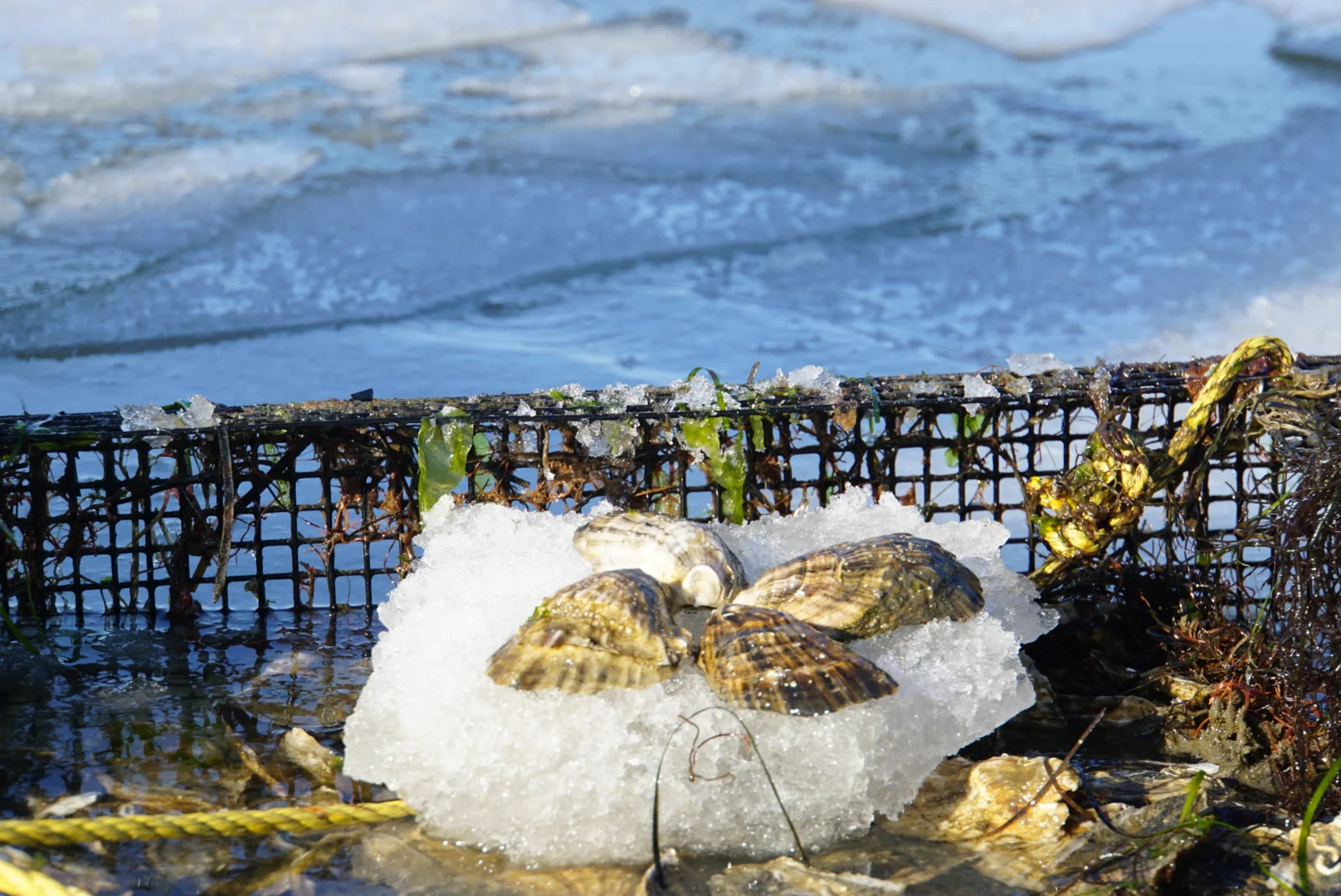 Local baymen and fishermen talk us through the rough winter.