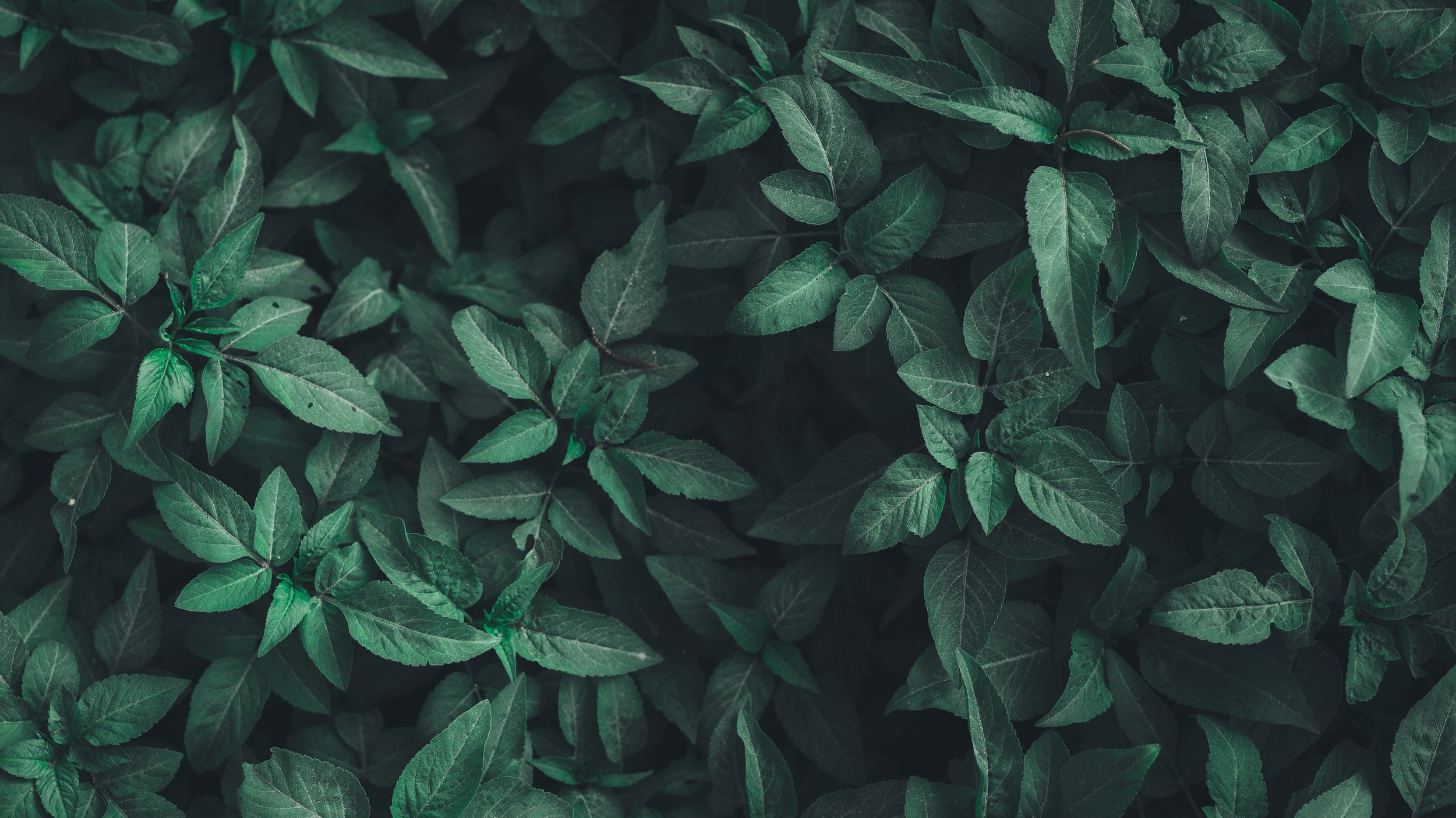 nahil-naseer-557390-unsplash.jpg