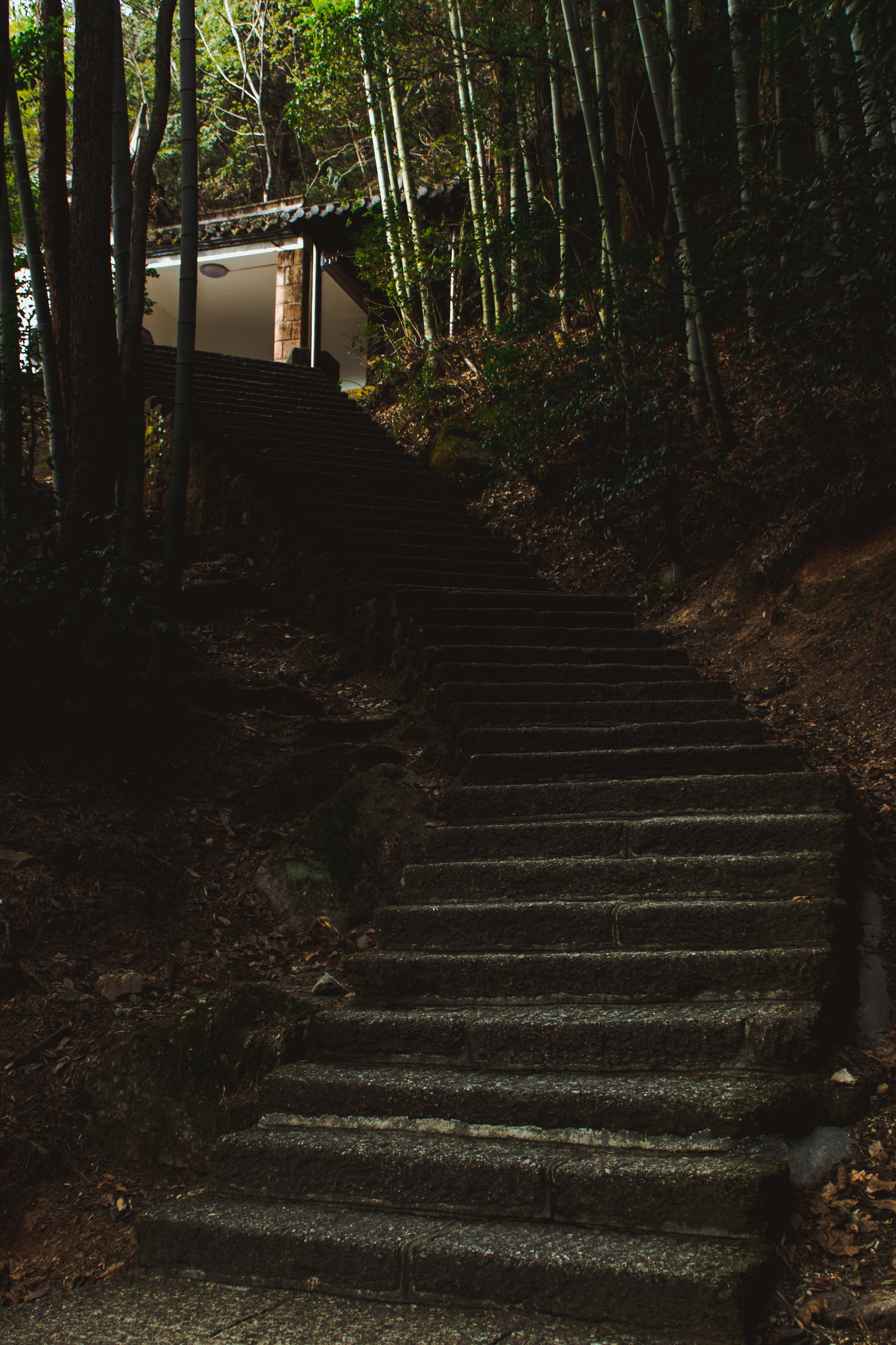 Path P-7.JPG