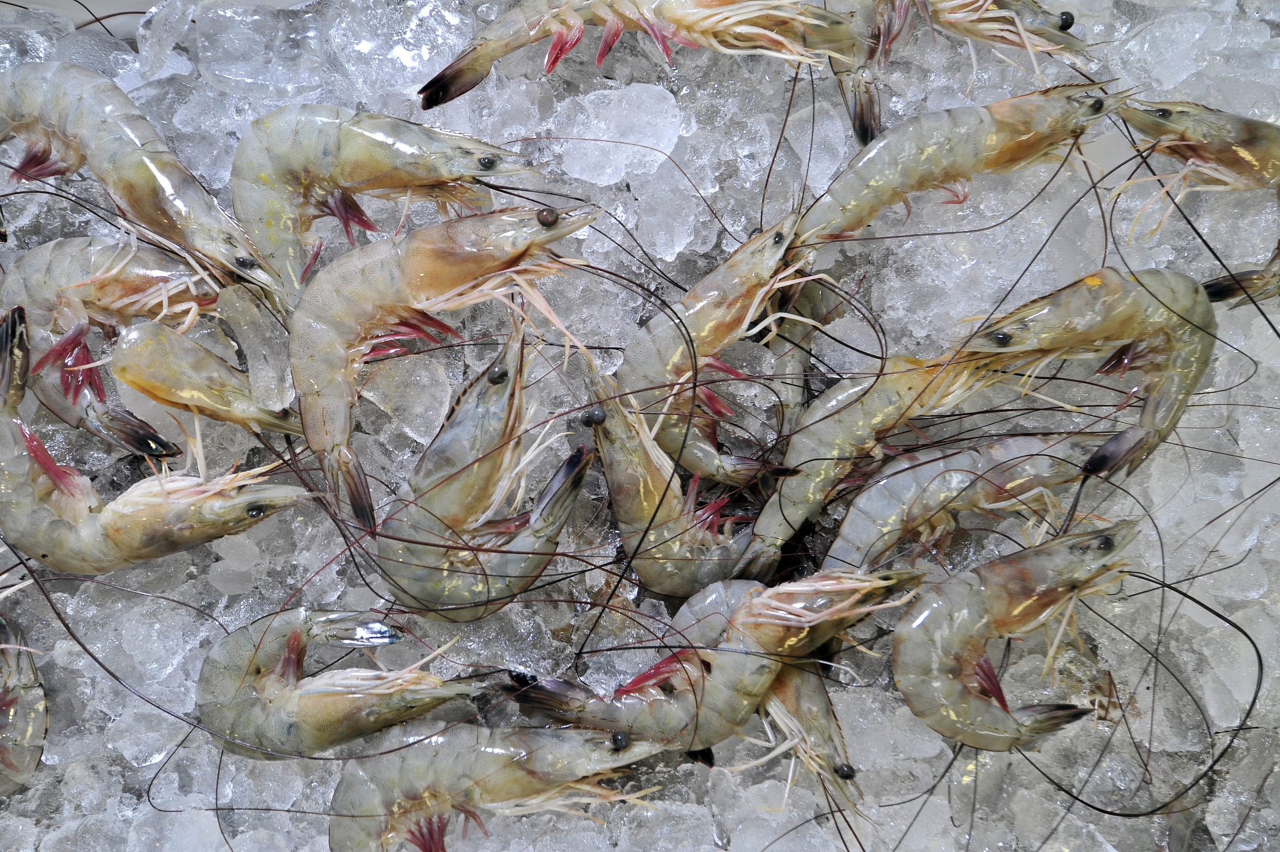  Fresh brown shrimp at Louisiana Seafood Company in Nashville, Tenn. 