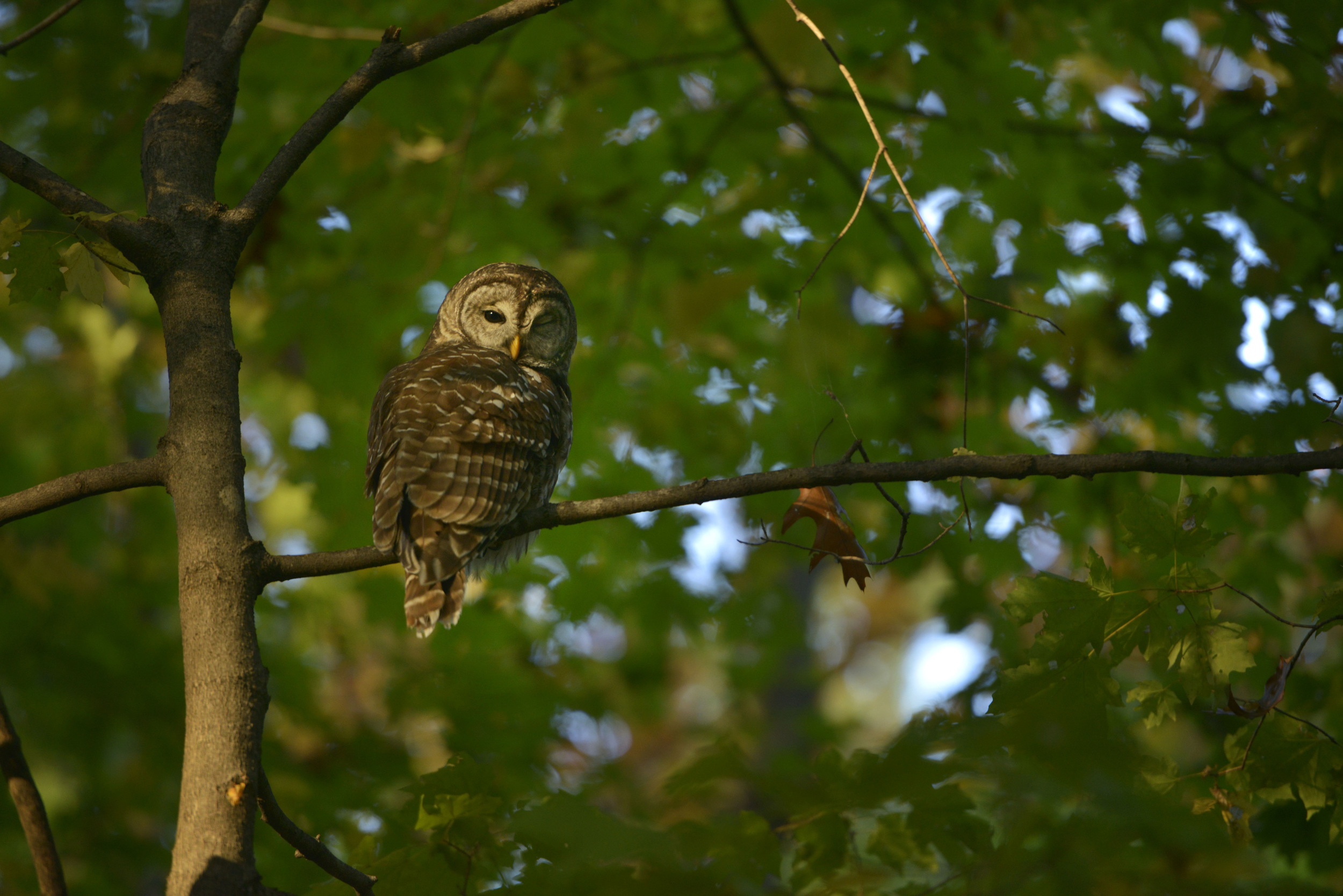  A barred owl on a branch as the sun sets at Percy Warner park in Nashville, Tenn. 