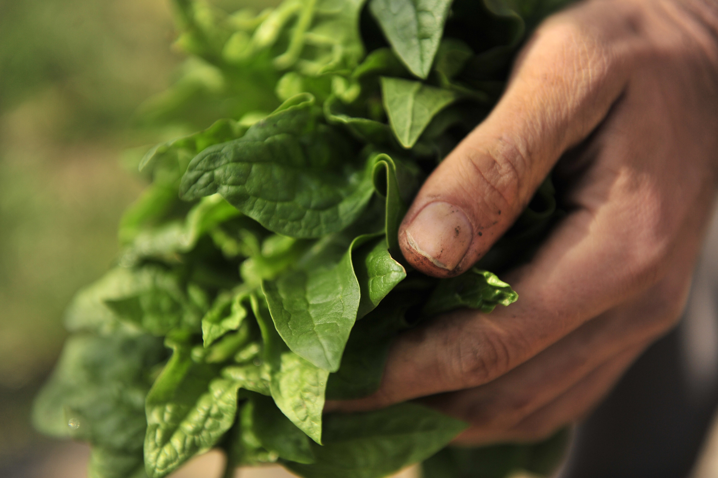  Jeremy Lekich of Nashville Foodscapes harvests spinach from a bed in Sylvan Park in Nashville, Tenn. 