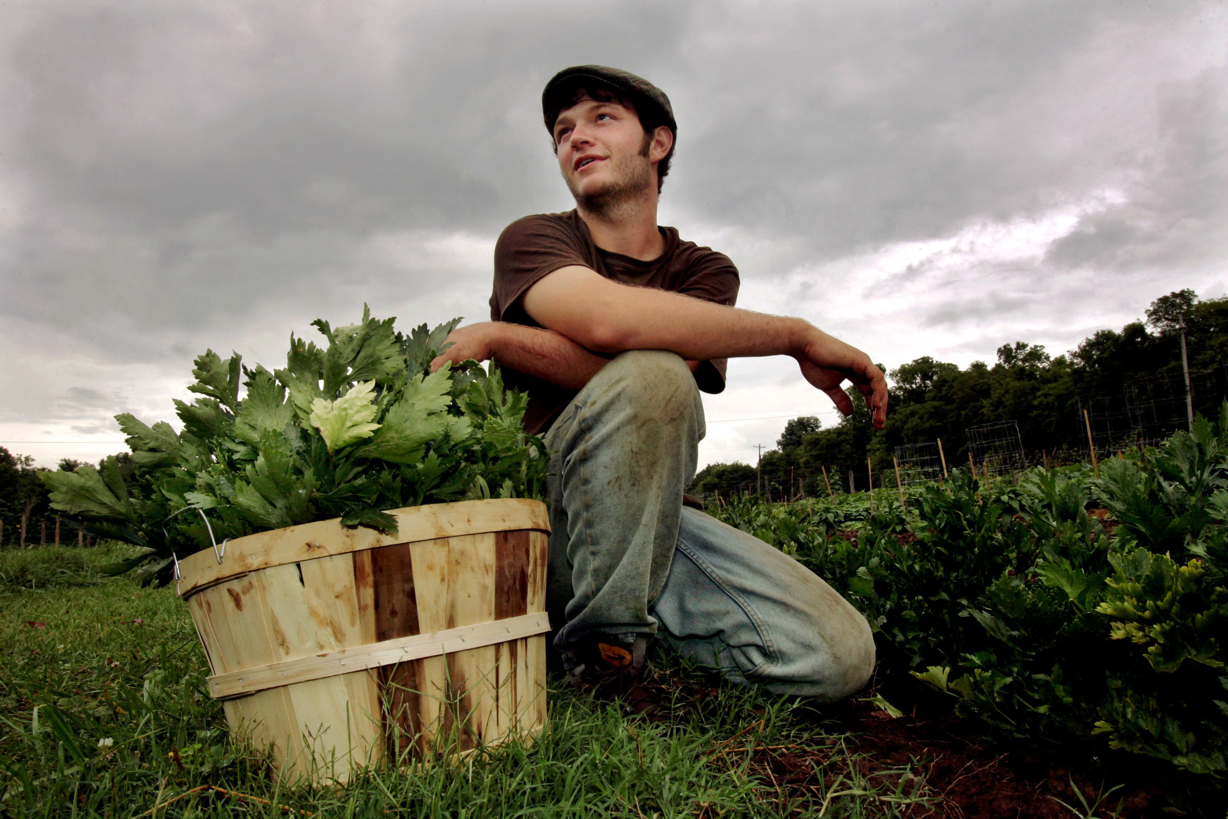  Eric Wooldridge, farm manager at Sulphur Creek Farm, harvests celery outside Nashville, Tenn. The commercial organic farm runs a CSA and sends 50-80% of its harvest to groups like Second Harvest food bank. 