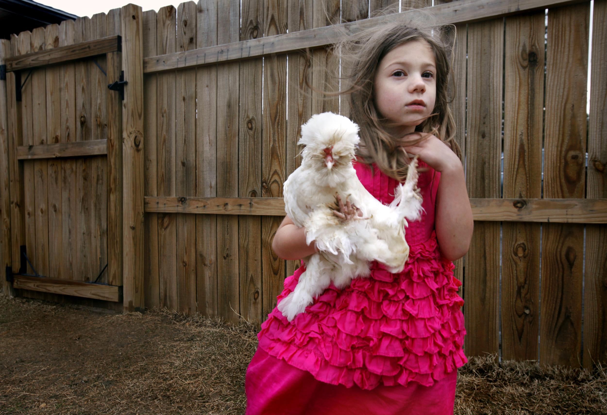  Sera Oakes, 6, holds an ornamental chicken she dubbed Popcorn,  in Nashville, Tenn. The Oakes keep chickens in the backyard of their urban home. 