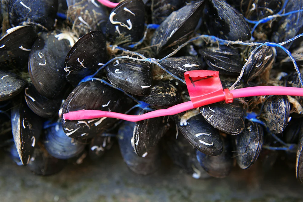 04-The-Living-Mussel-Bio-Sensors-01.jpg