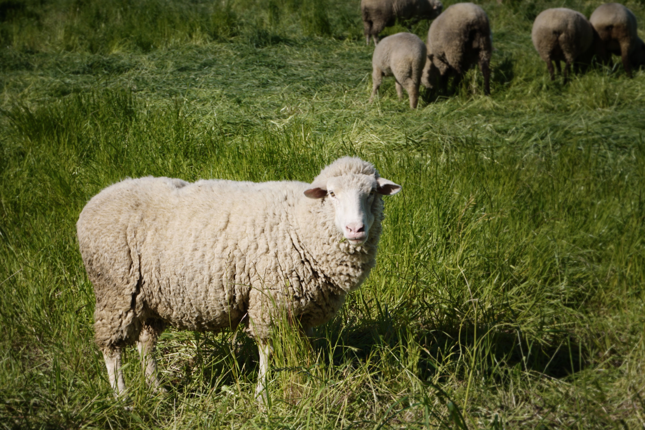 USA_California_Sonoma_Jacuzzi Family Vineyards_outside sheep.jpg