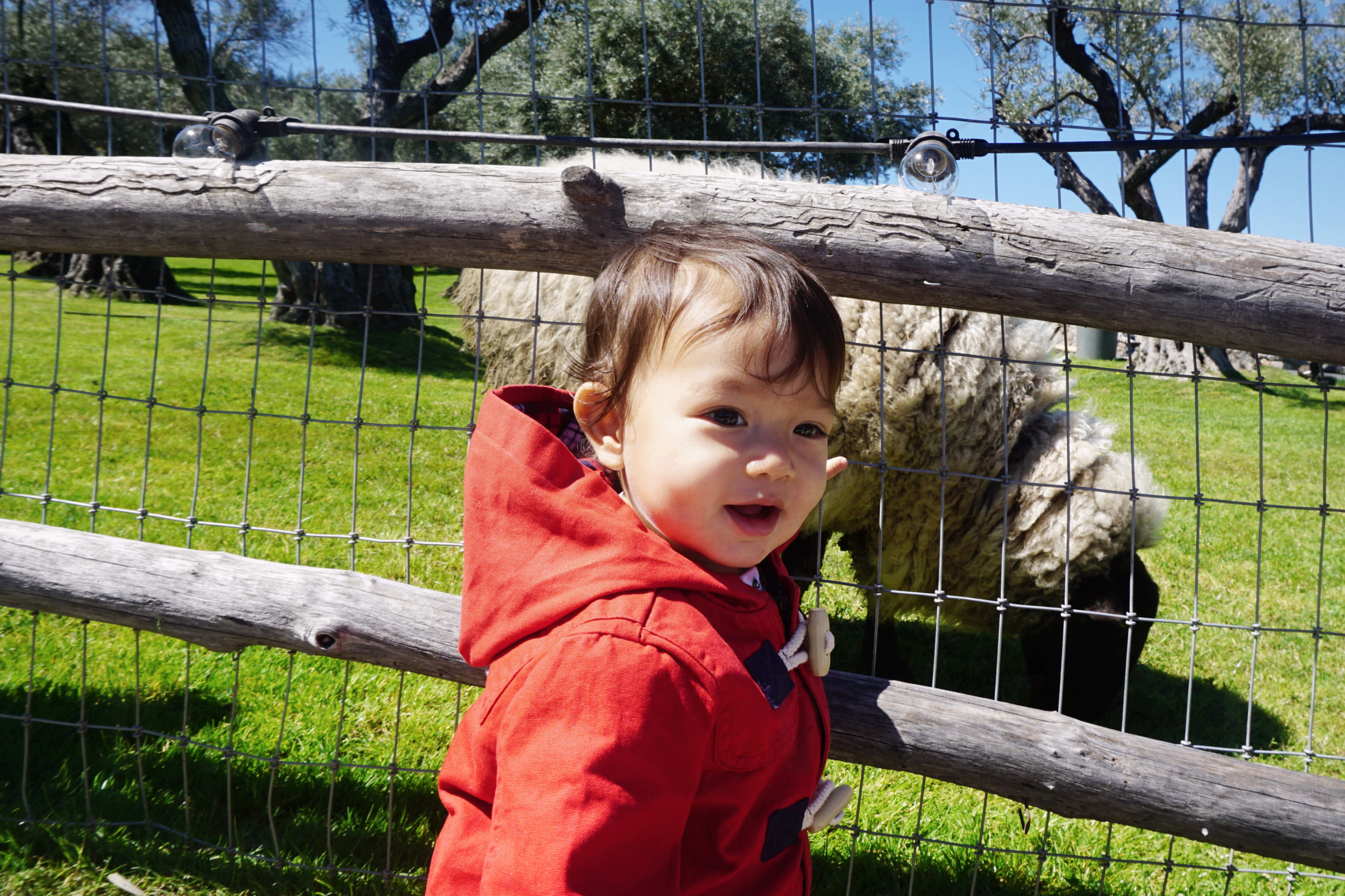 USA_California_Castello di Amorosa Winery_Sonoma_Napa_toddler baby admiring the sheep.jpg