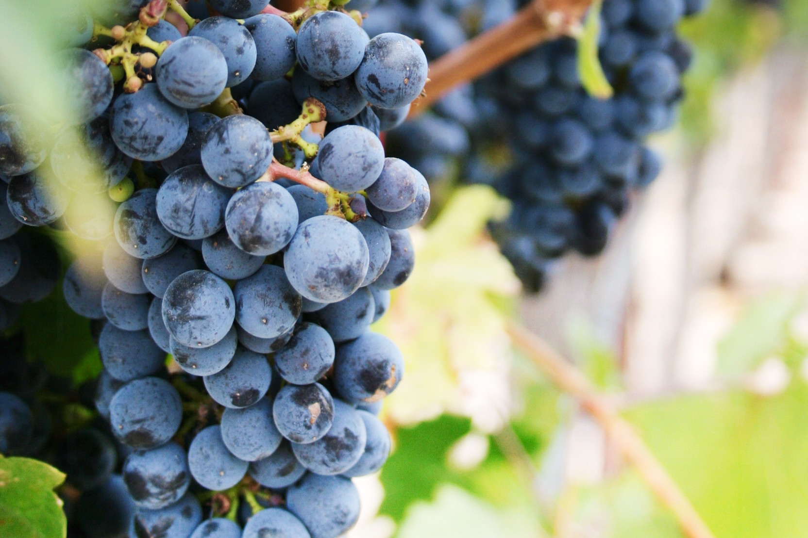 USA_California_Sonoma_Gundlach Bundschu Winery_vinyard grapes.jpg
