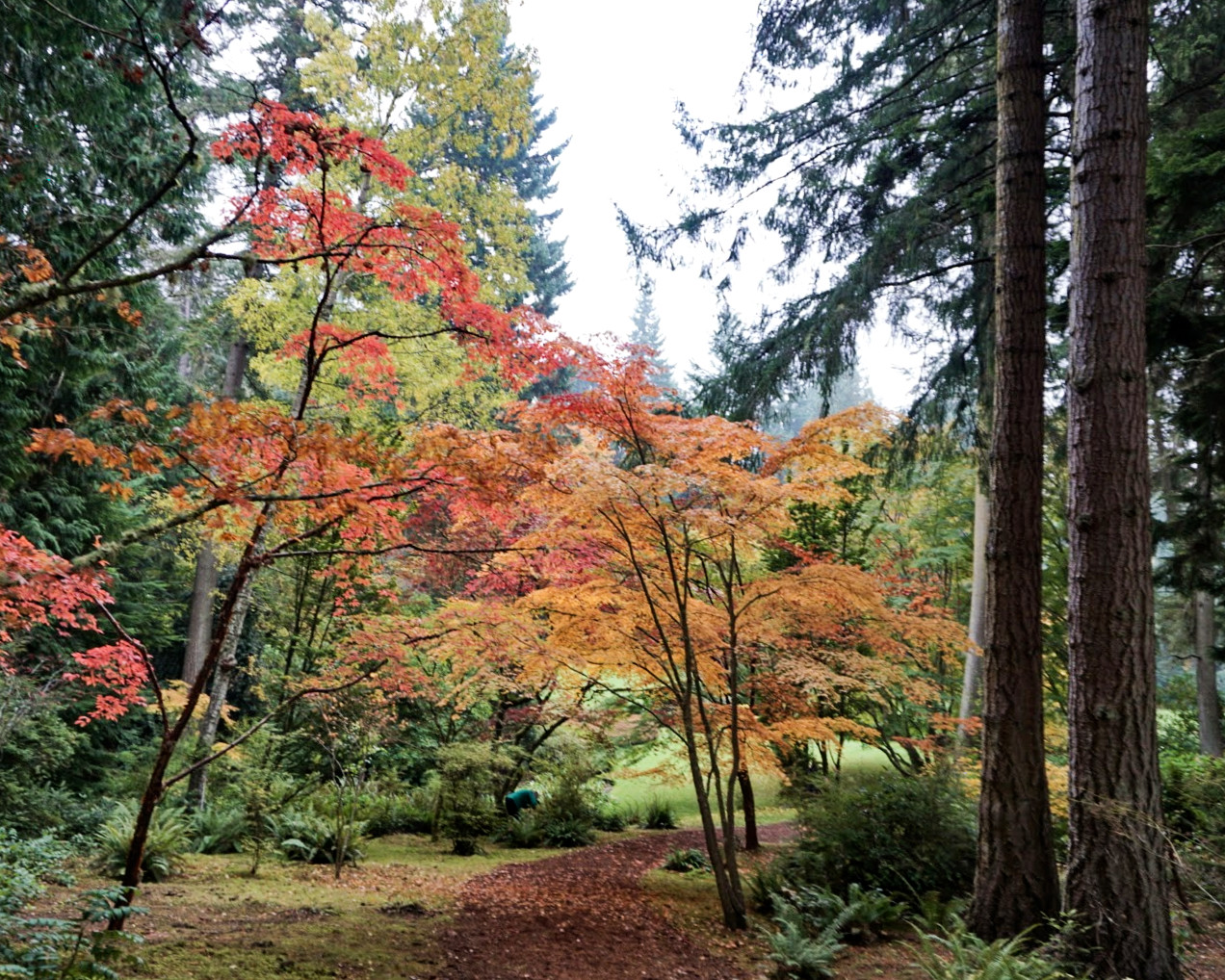 Beautiful fall colors in the Bloedel Reserve gardens