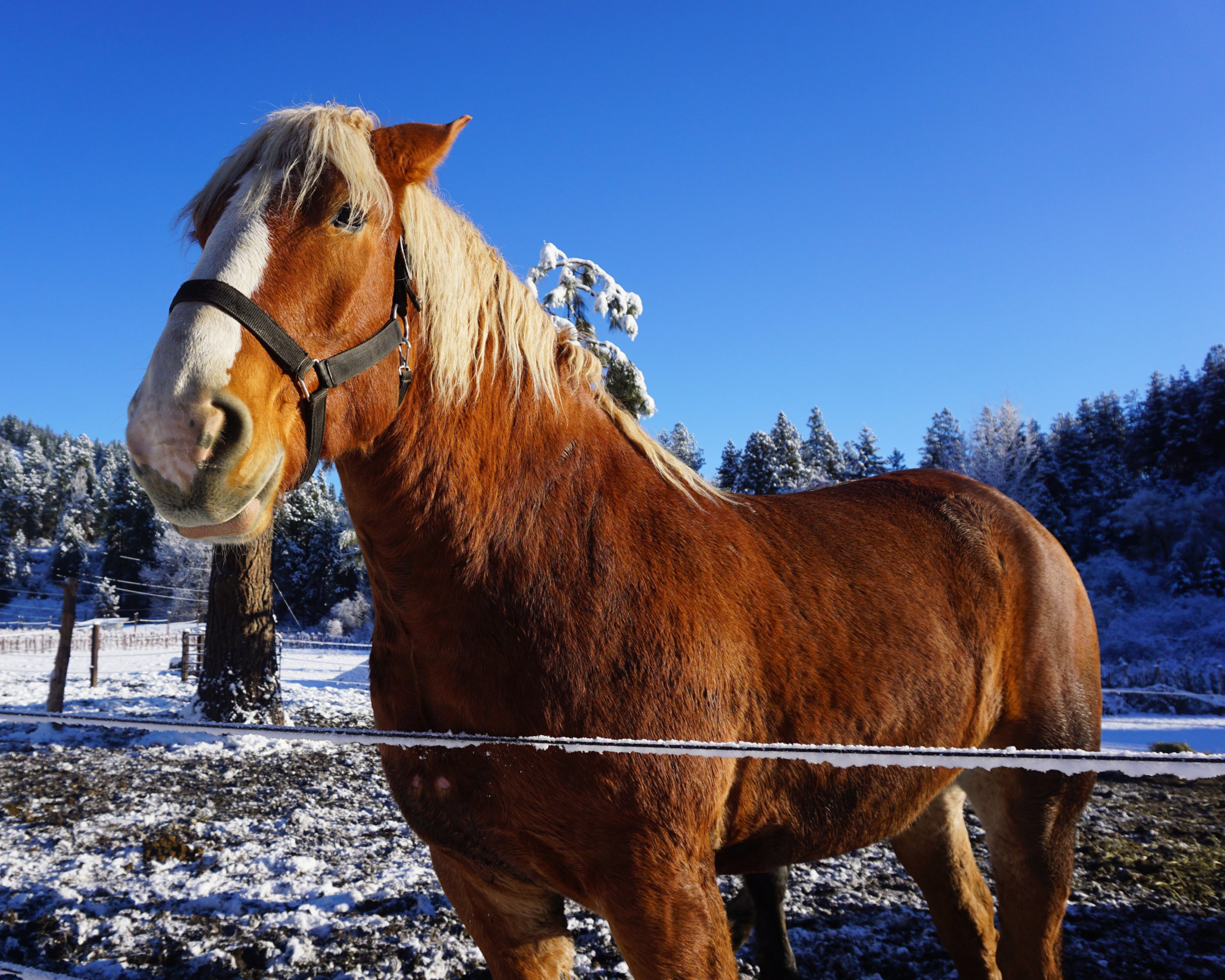  Horse at Leavenworth Reindeer Farm 