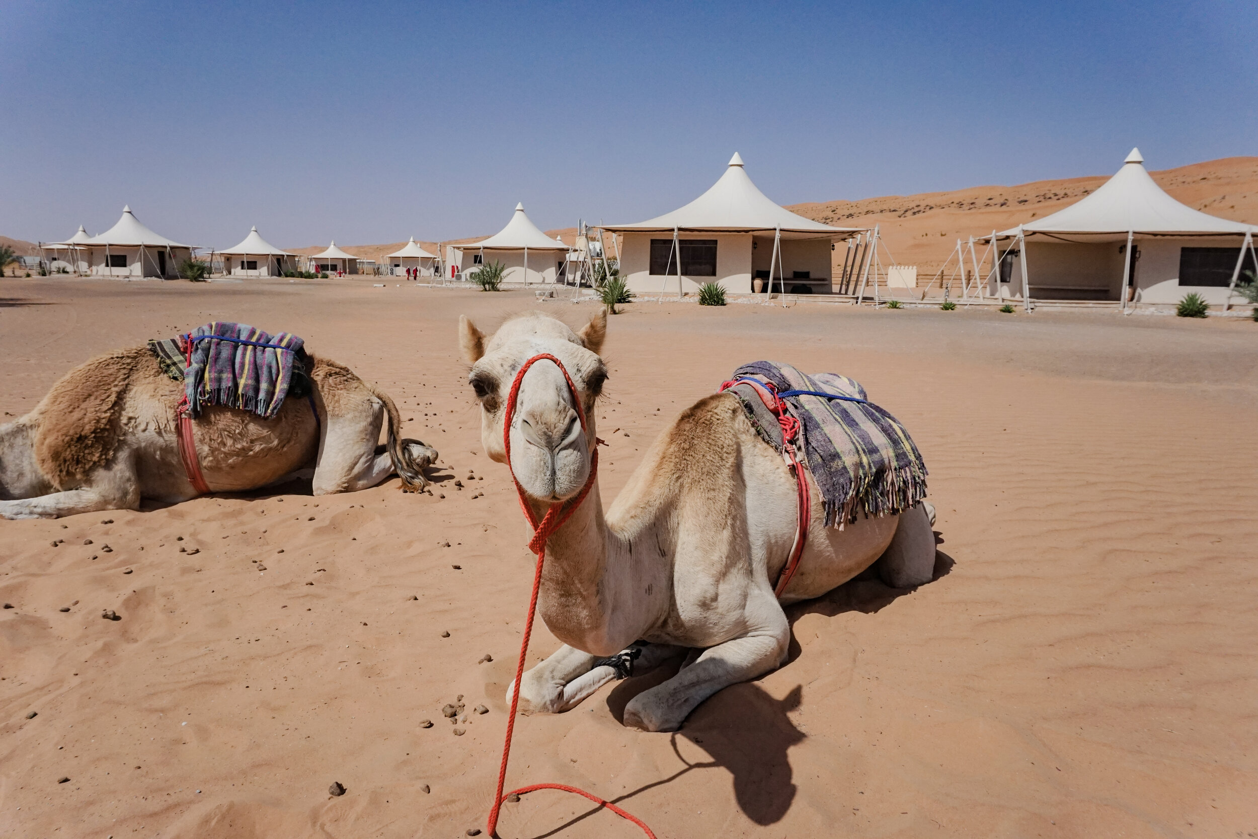 Camel-in-camp-sitting-tents-Desert-Nights-Camp-Oman-Wahiba-Sharqiya-Sands.jpg