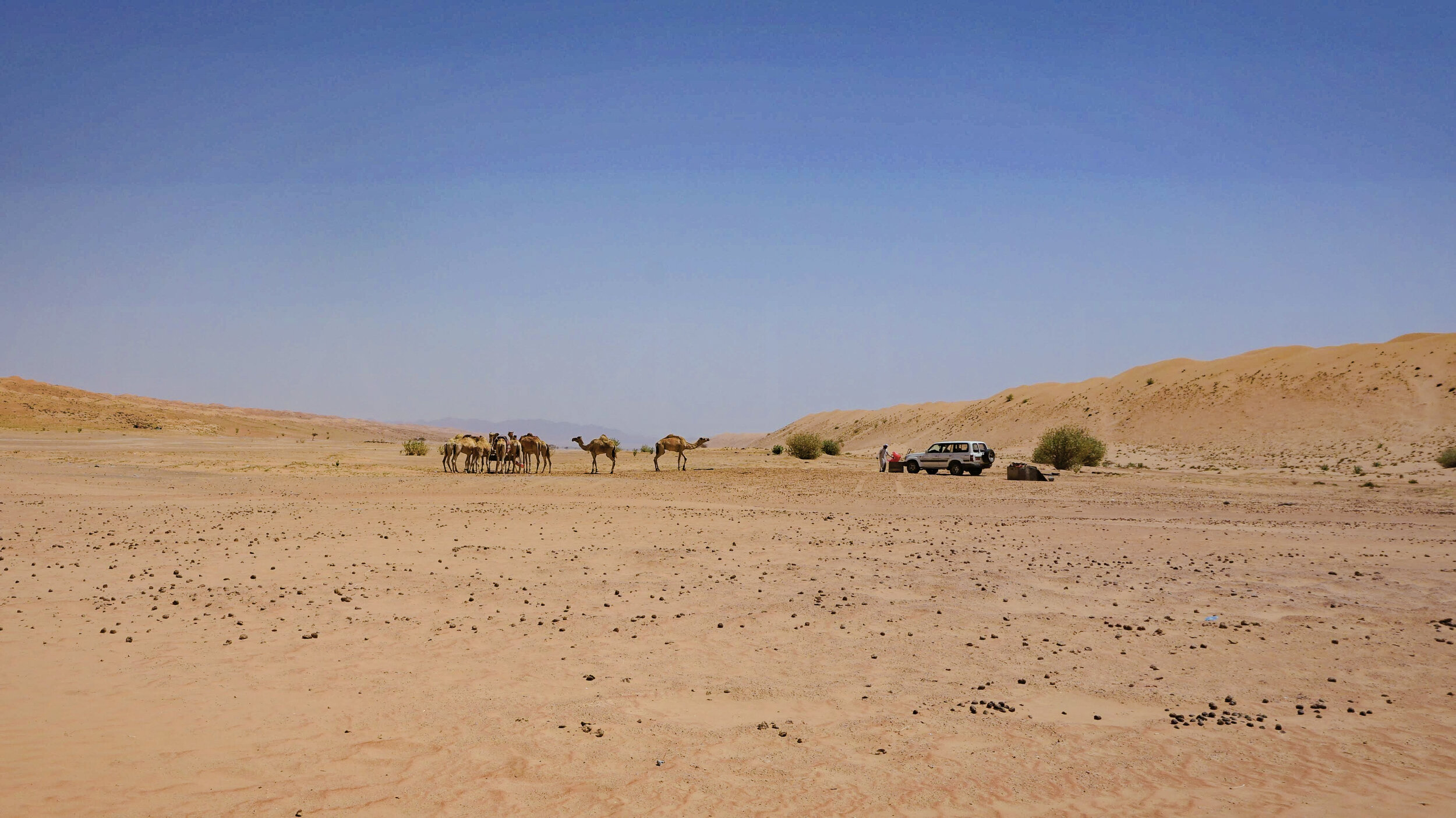 Camel-line-up-SUV-Oman-Wahiba-Sharqiya-Sands-desert.jpg