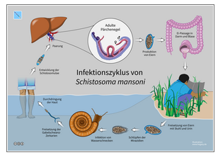 AMREFS umfassende NTD Integrationsinterventionen in Westkenya 