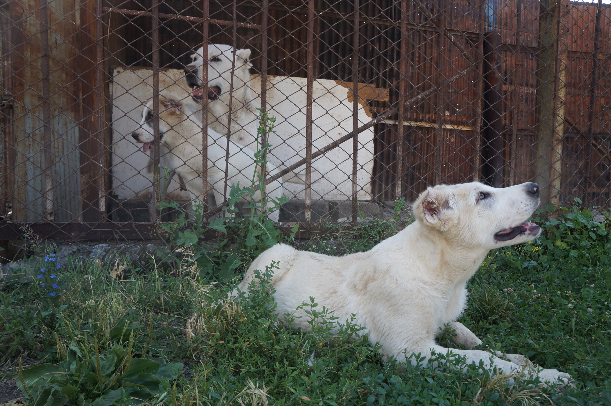 "Gampr" dogs, who are native to Armenia.