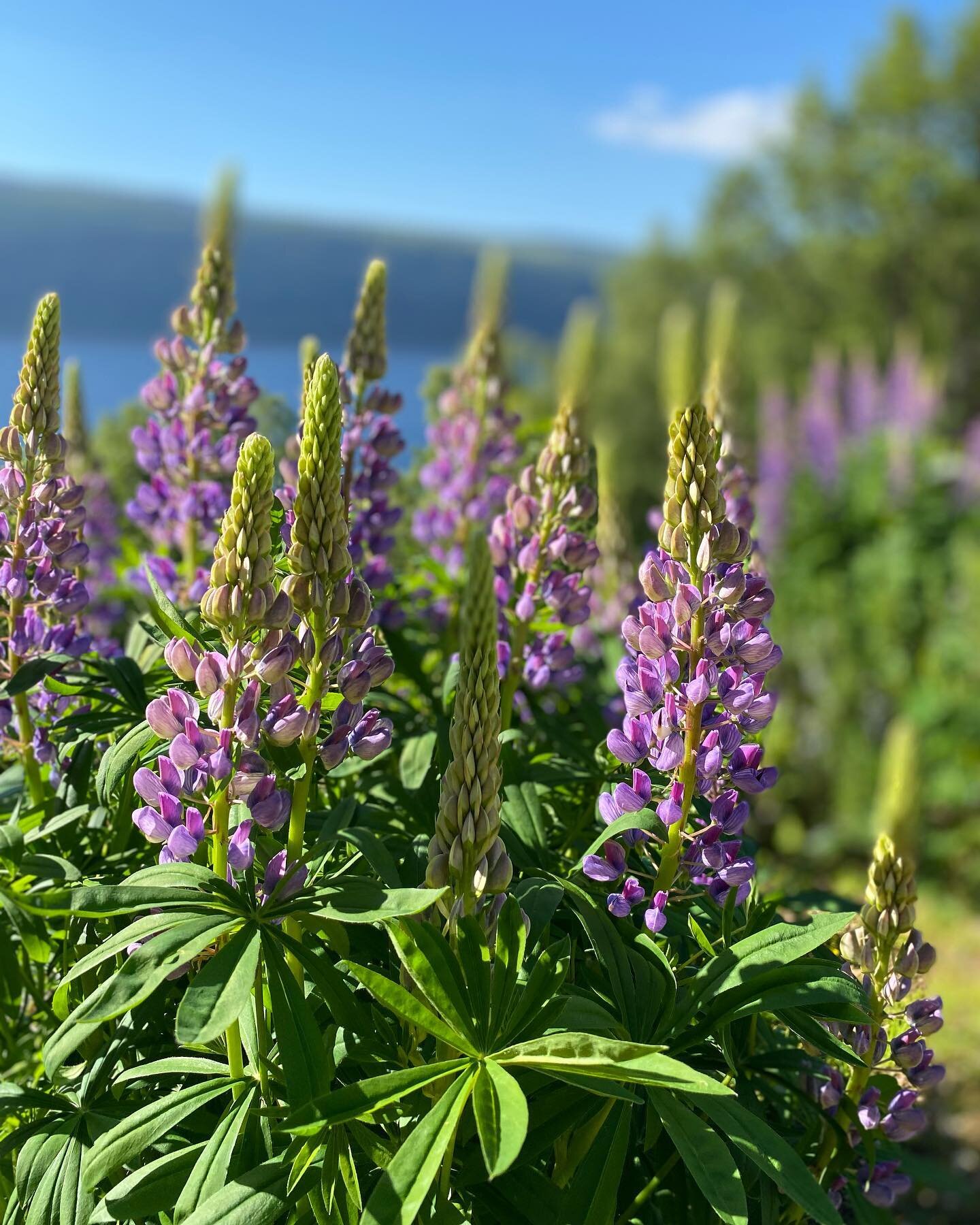 Lupins on Loch Ness. From the garden here at Foyers Lodge.

A special pic for @palebackwriter