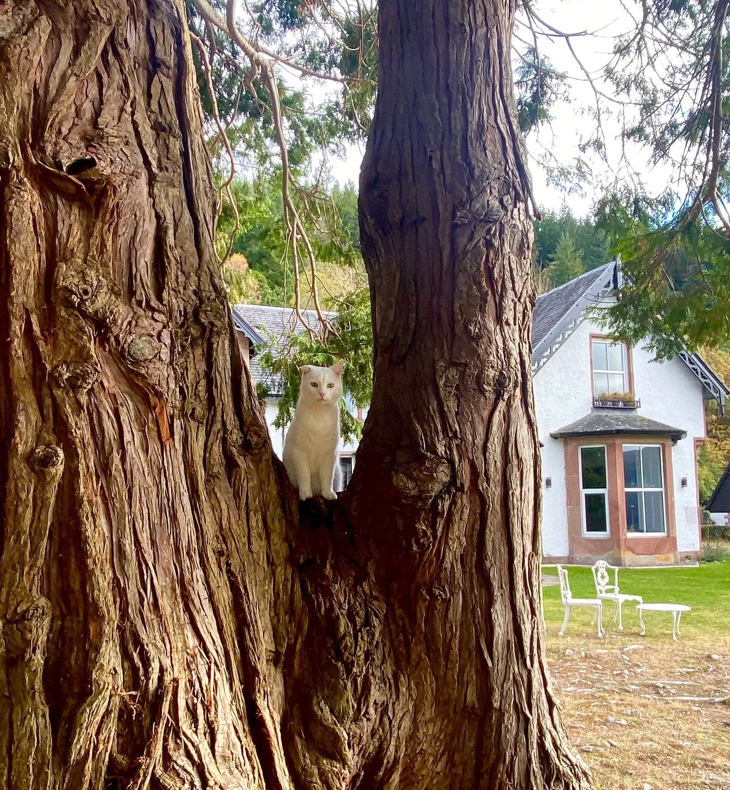 Introducing ……..
‘Oliver the Cat’ Head of Pest Control here at @foyerslodge.
Available for pets and attention …. when it suits.
Some of us have met …. and now you can follow my adventures over at @hotelcat_o
