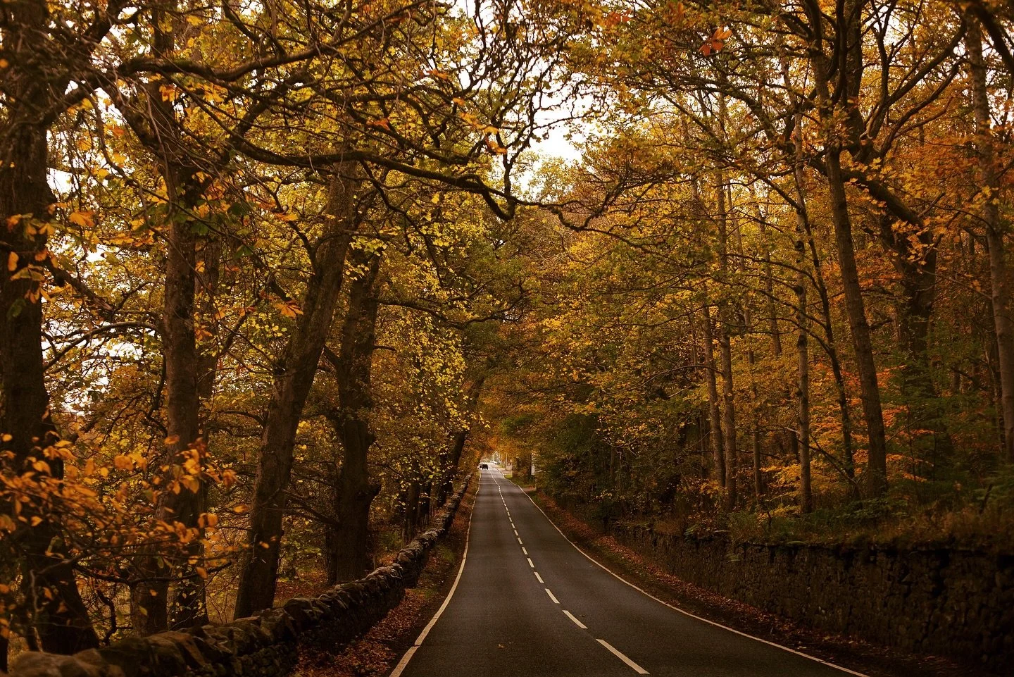 We love this time of year - and especially travelling through this autumnal tunnel of trees on the road to Foyers. Gorgeous!

#foyerslodge #lochness #autumn #autumnvibes #scottishhighlands 

📷: @ladyemilytravels