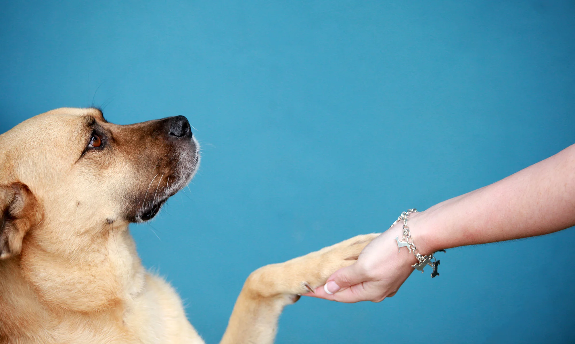 Pedro cover page web.jpg