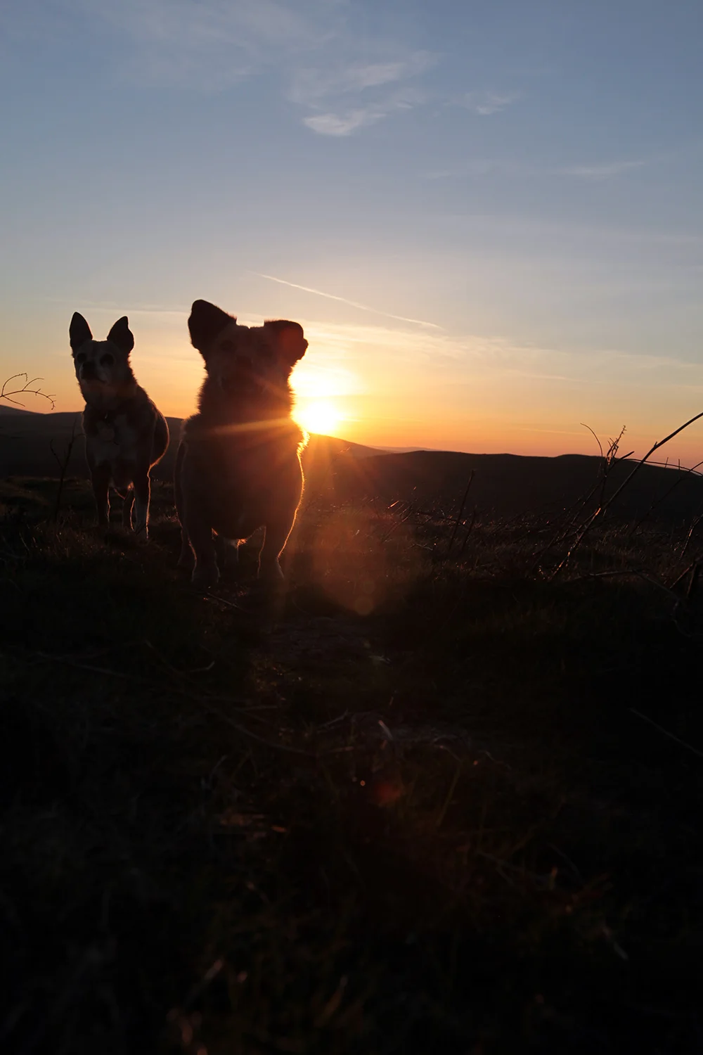 Foxy & Tula sunset.jpg