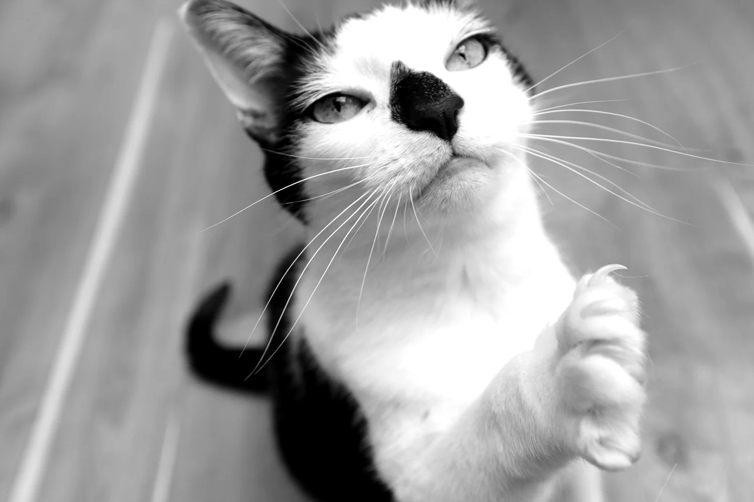 muffy print 4 web.jpg