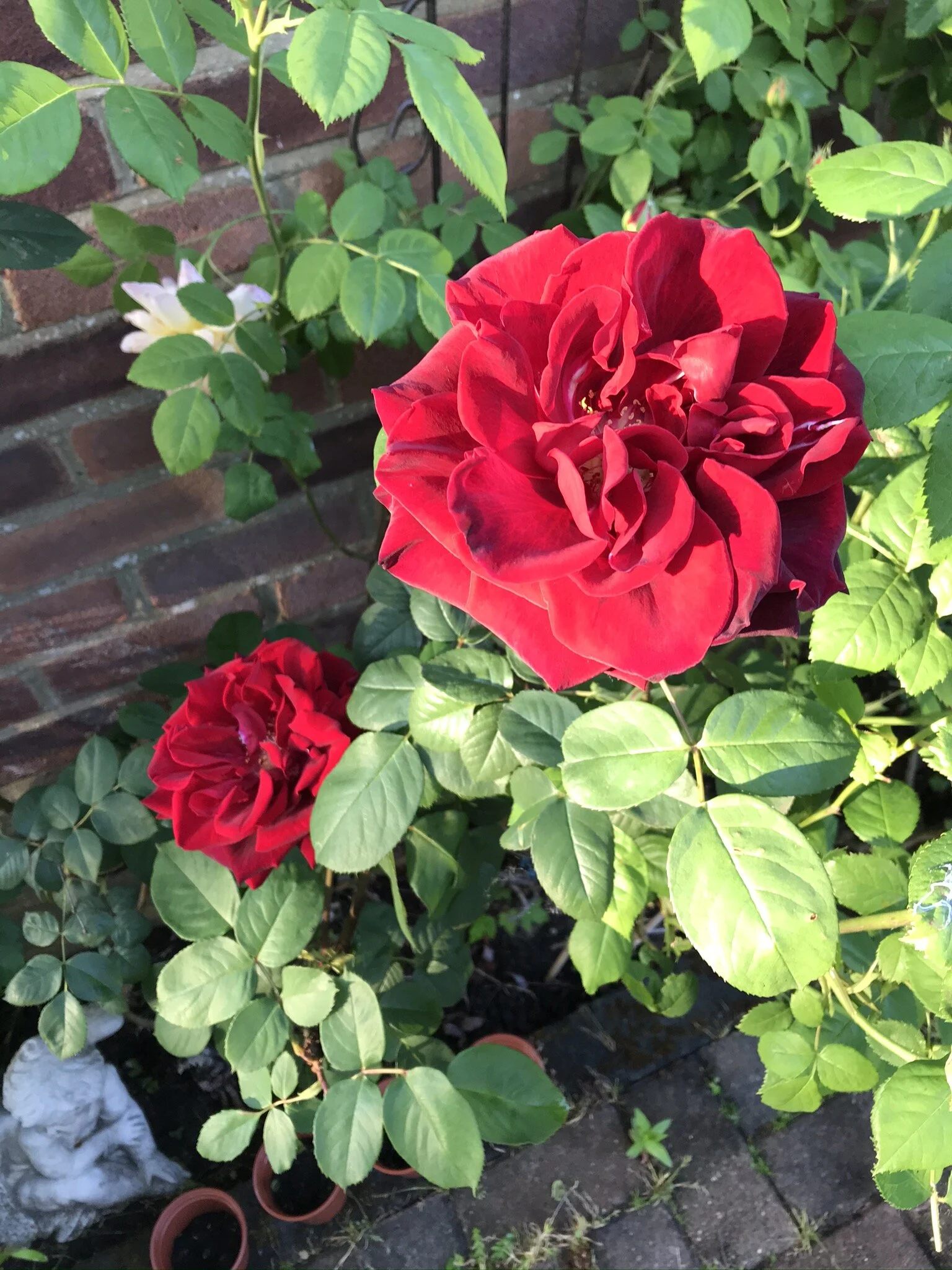 Where flowers bloom so does hope