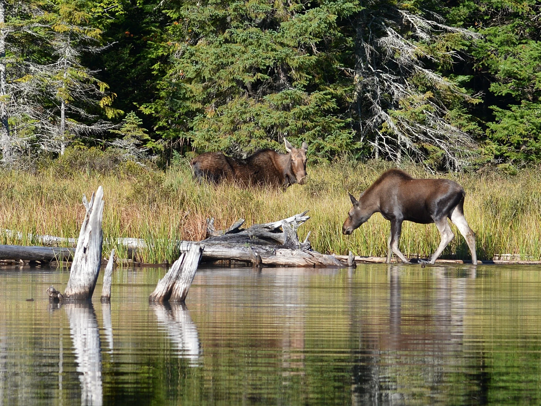 Moose_(Alces_alces),_Female_and_Juvenile_-_Algonquin_Provincial_Park,_Ontario.jpg