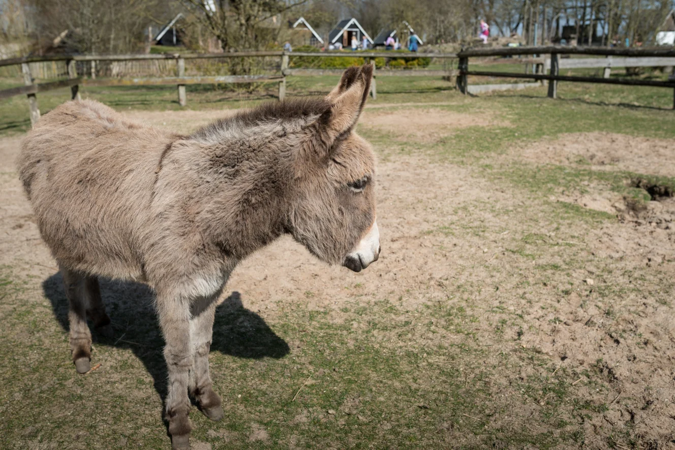 Kleines graues-Eselchen (Copyright: Axel Martens)